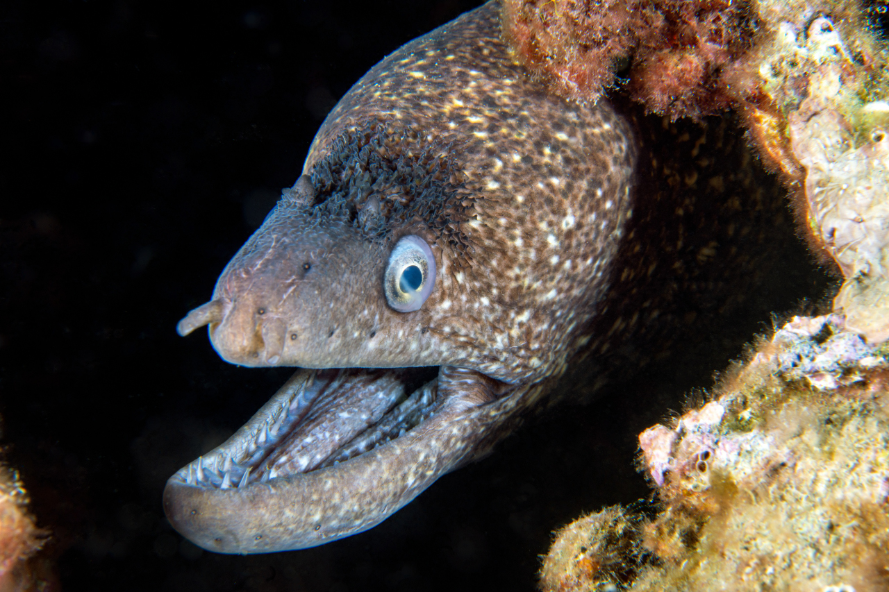 Murena