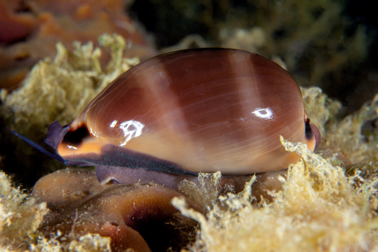 Ciprea
