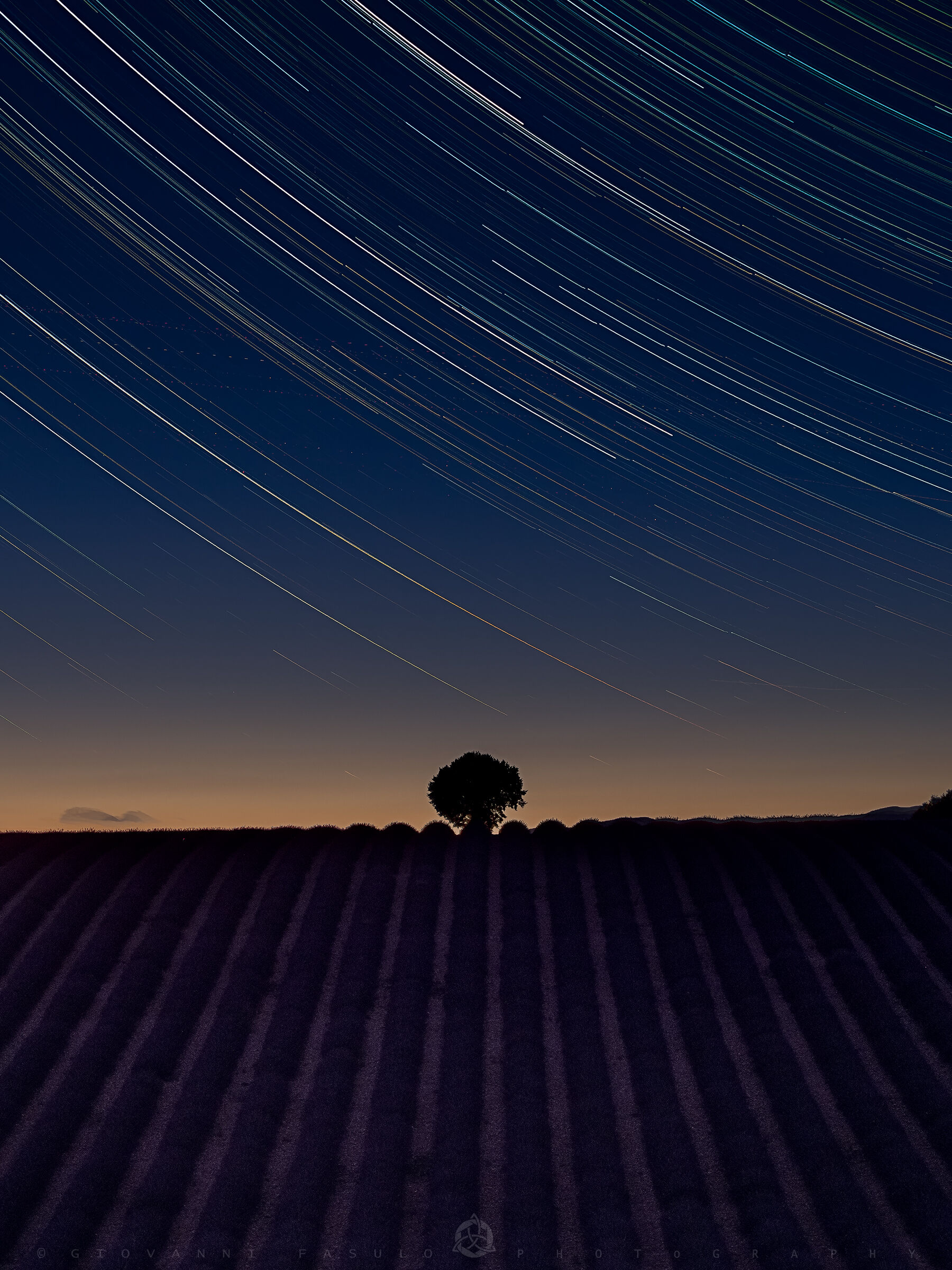 Star trail above the lonely tree