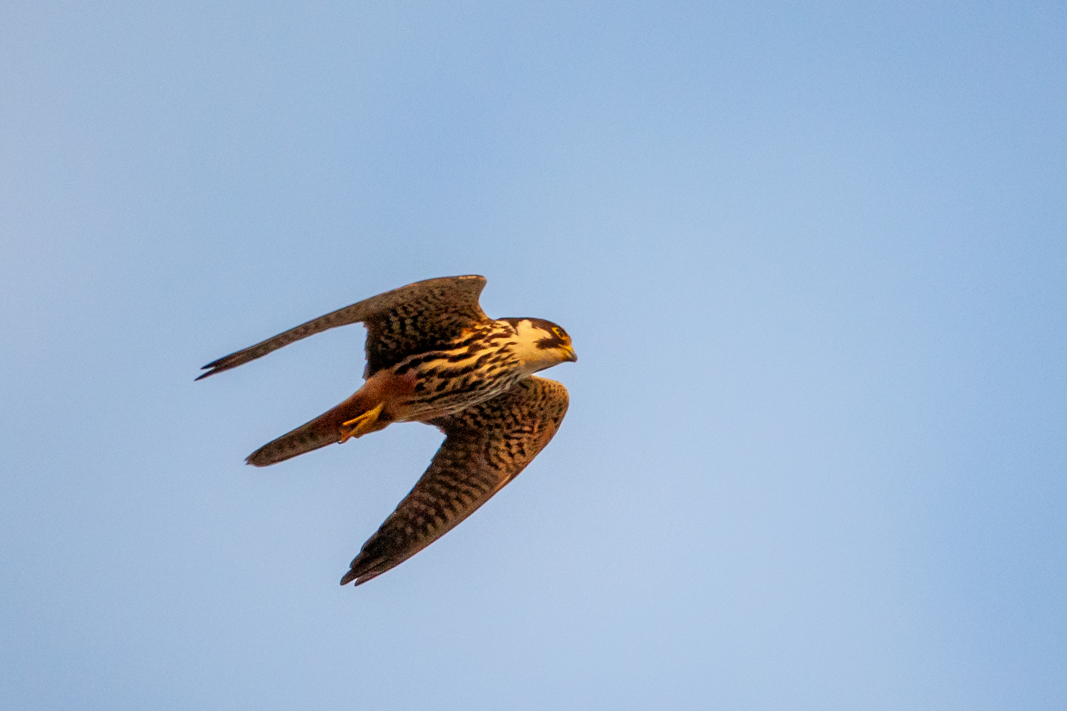 Falco subbuteo in flight