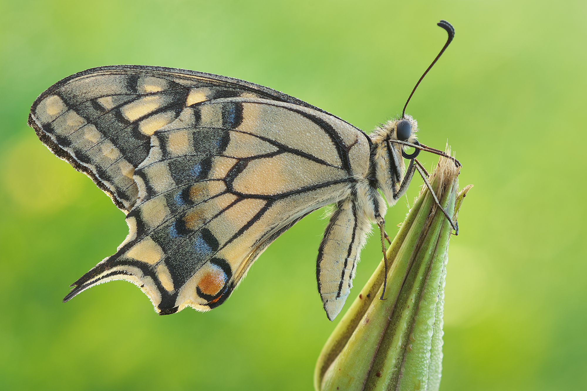 Papilio machaon