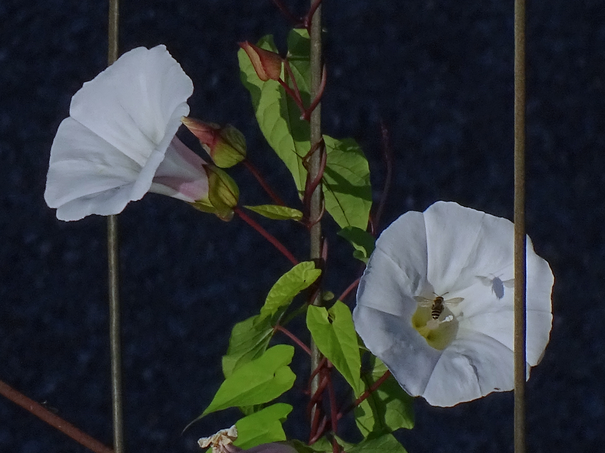 Convolvolo - 50X crop.2,63