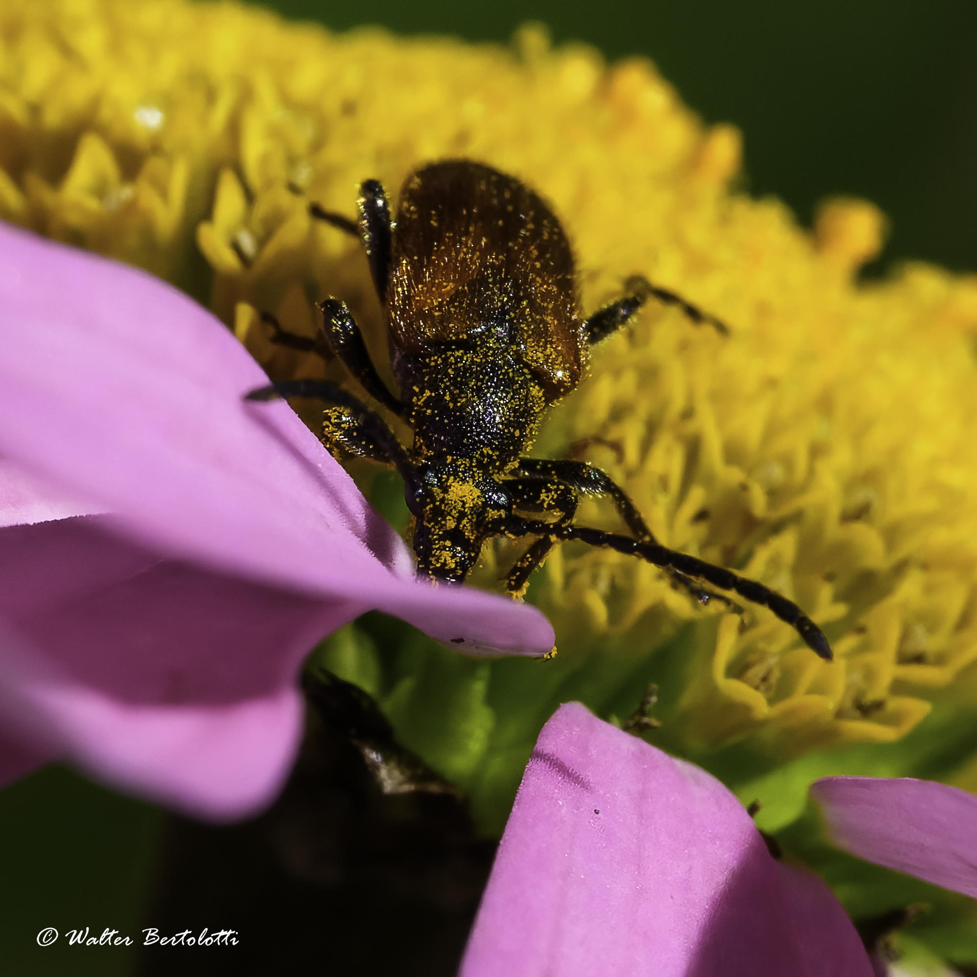 A bath in pollen