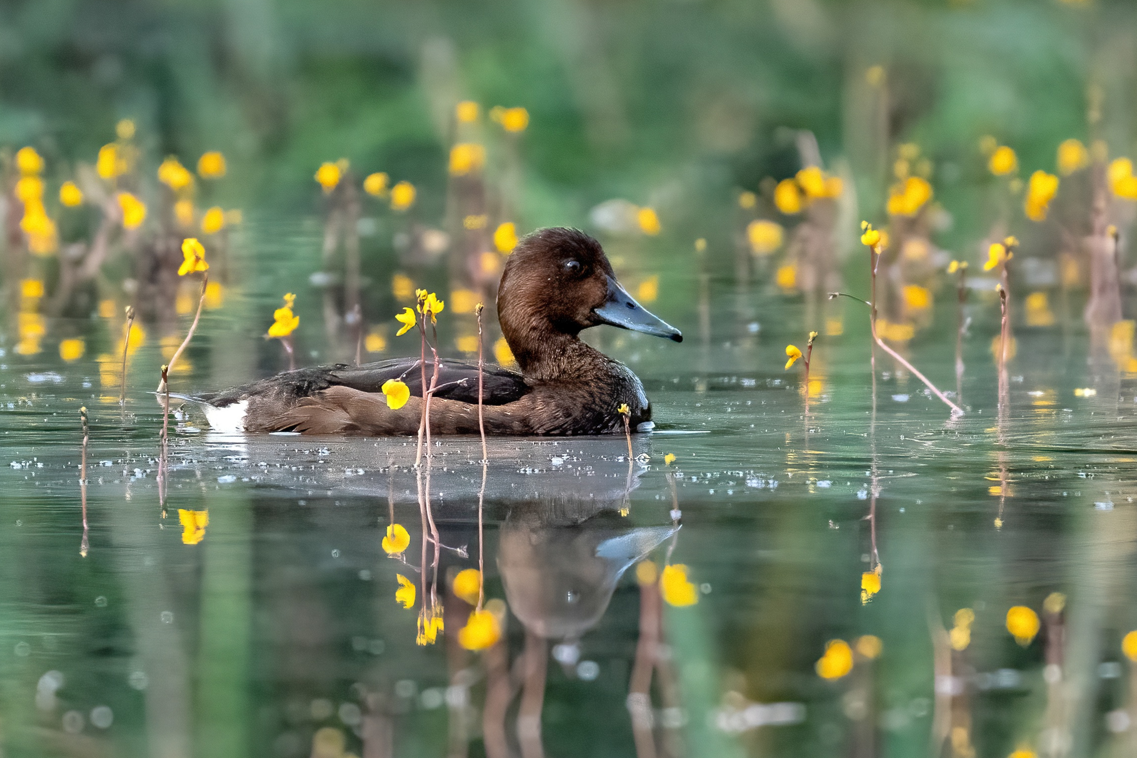 Ferruginous duck (Aythya nyroca)