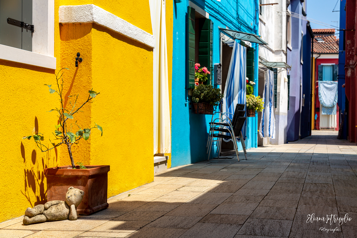 The Teddy Bear's Siesta