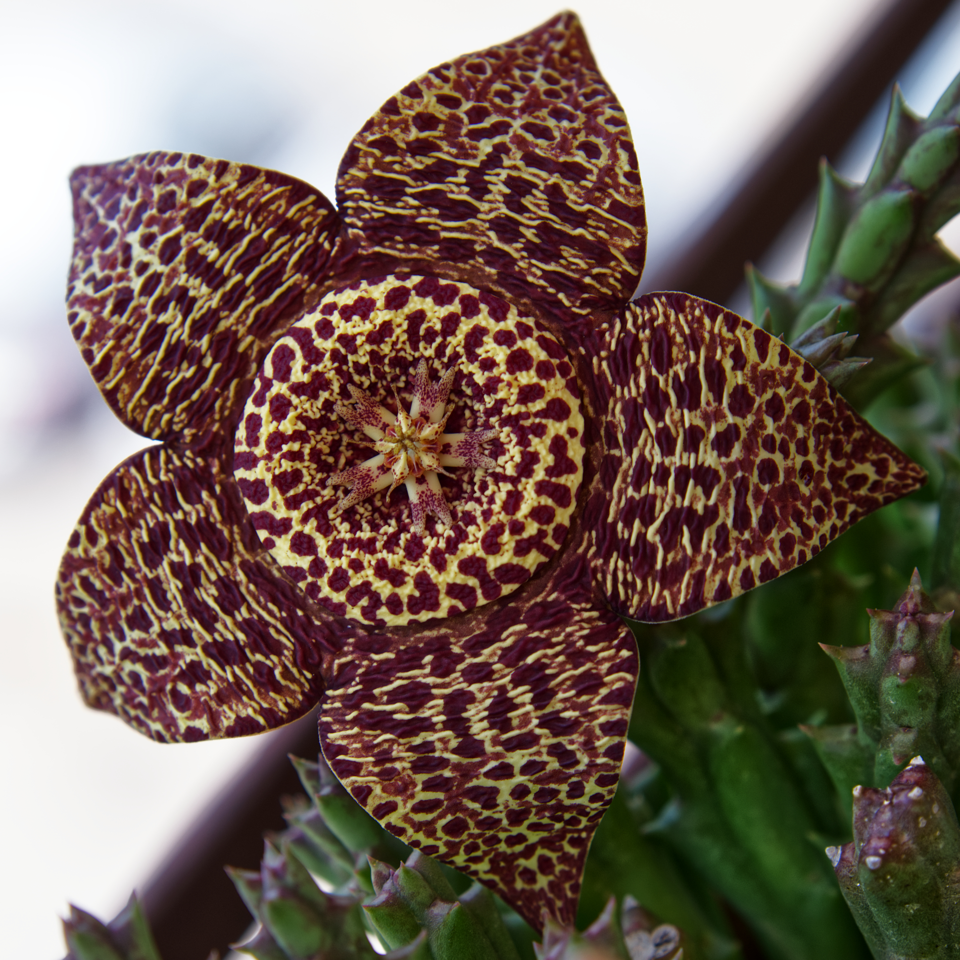Stapelia Variegata