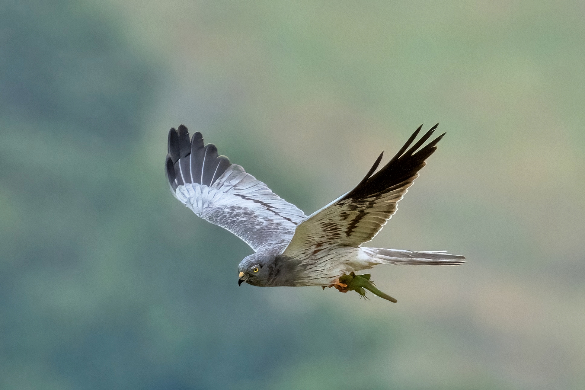 Montagu's Harrier (Circus pygargus) Male with prey