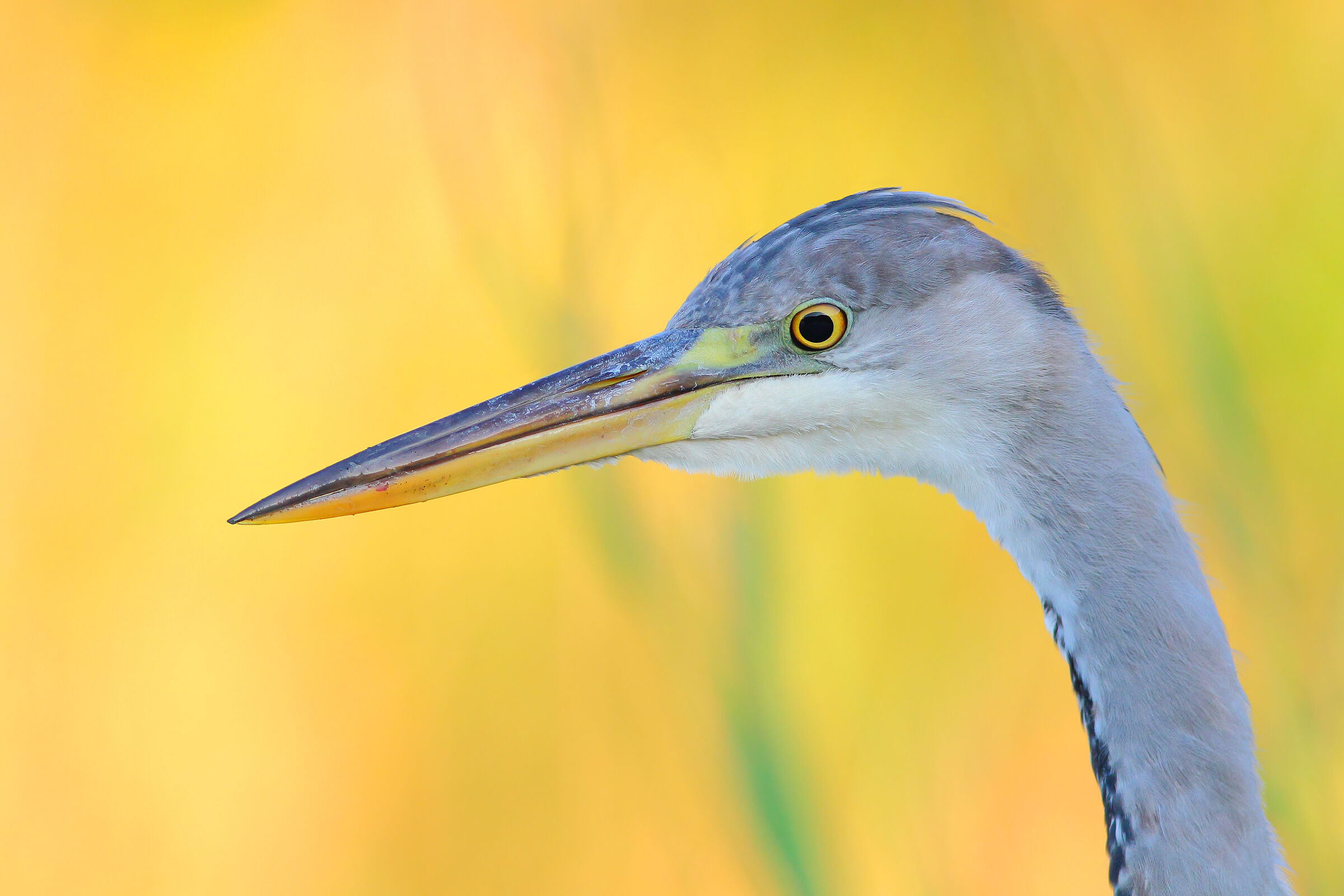 Grey heron