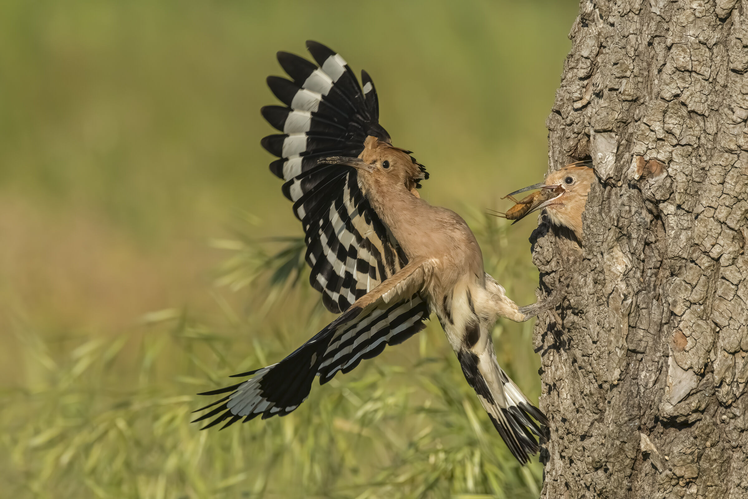 Hoopoe