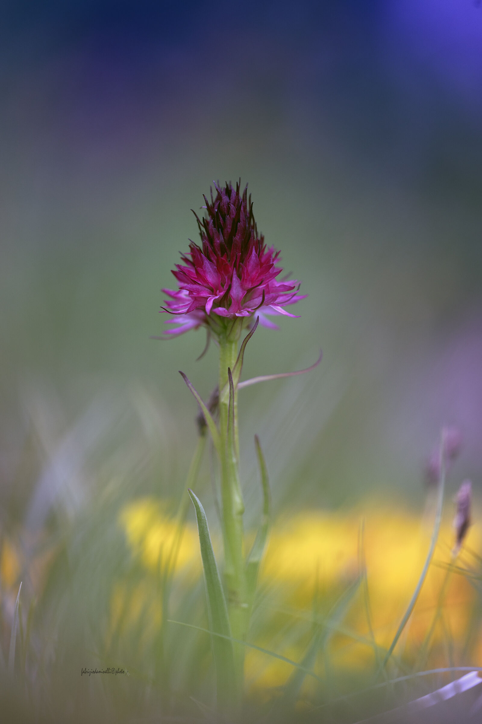 Gymnadenia nigra - Black nigritella - Orchidaceae