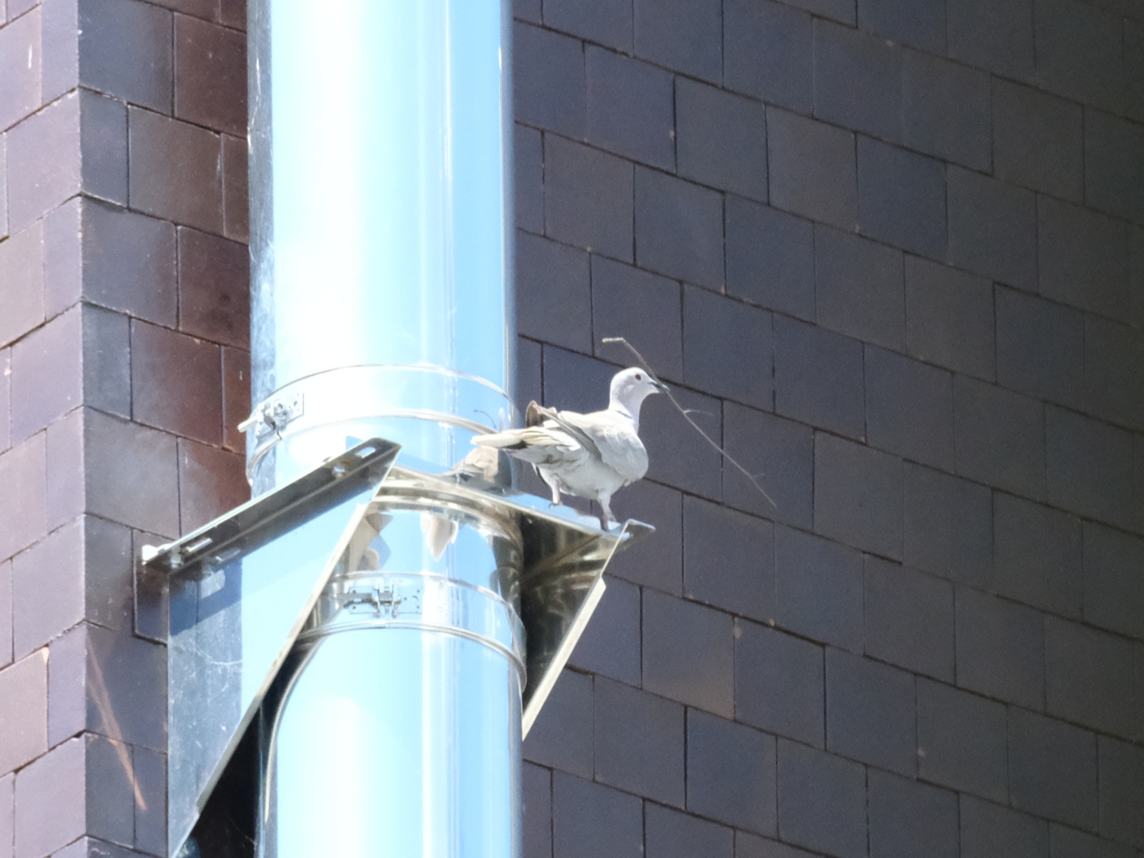 Bird at work