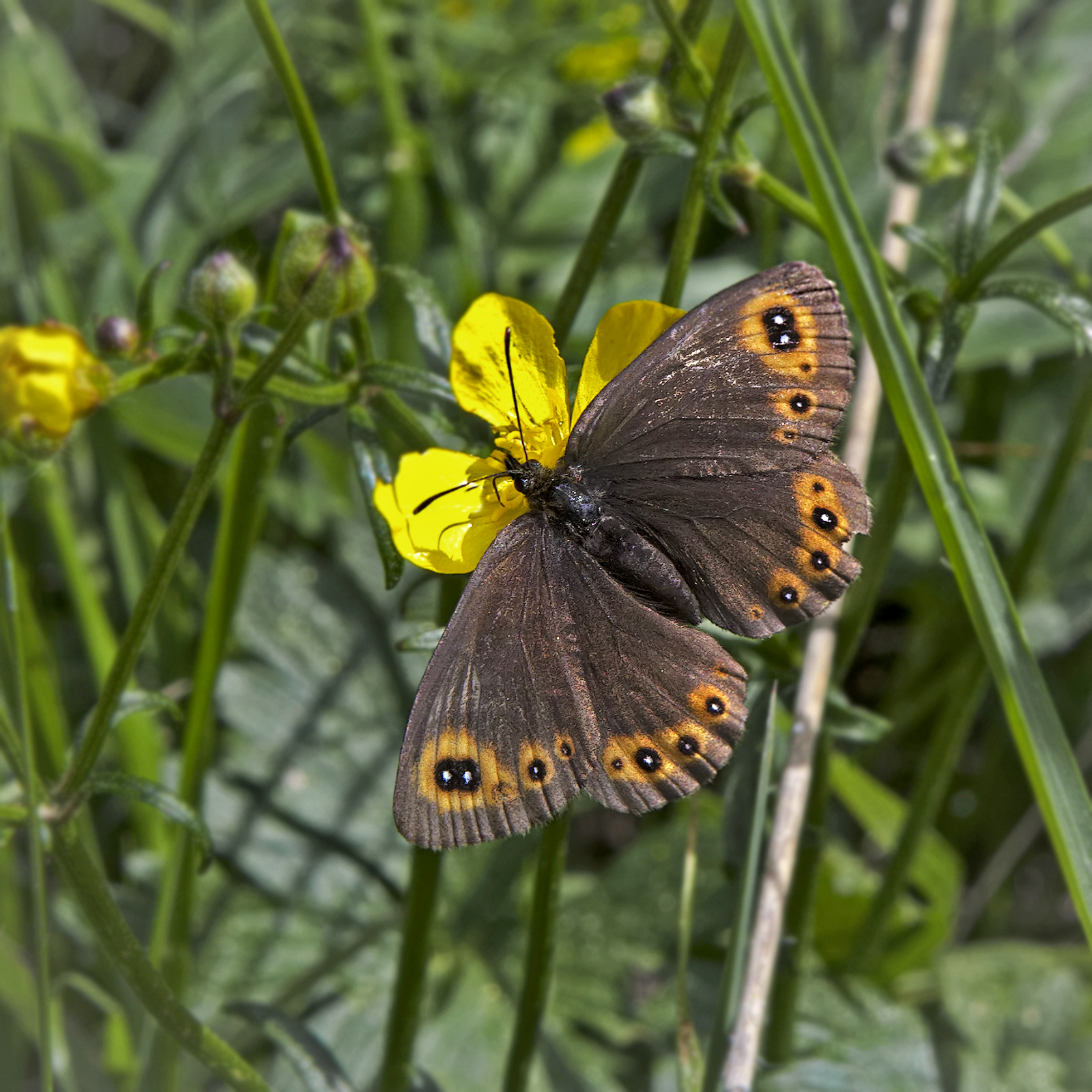 Erebia medusa
