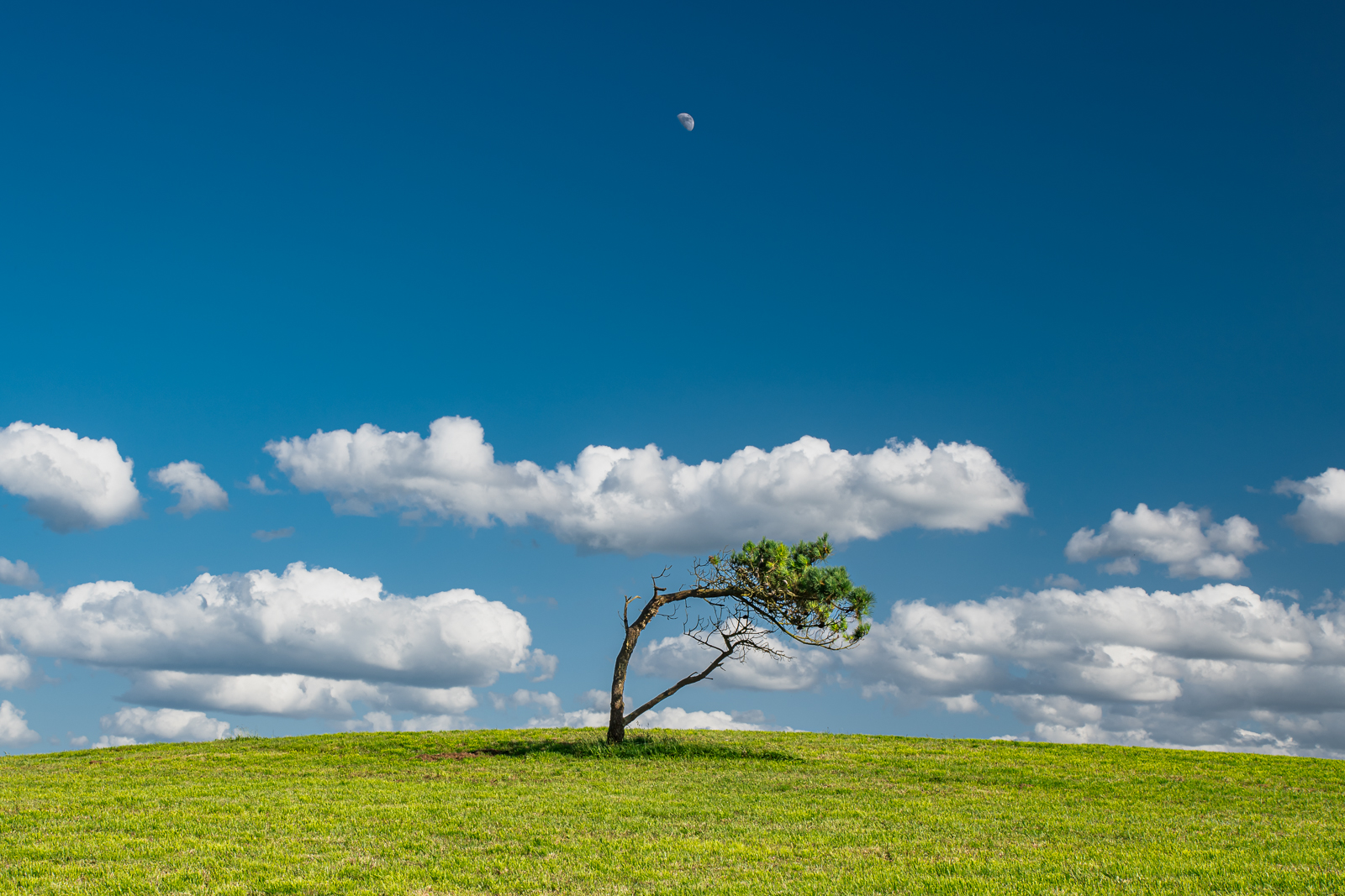 The tree and the moon
