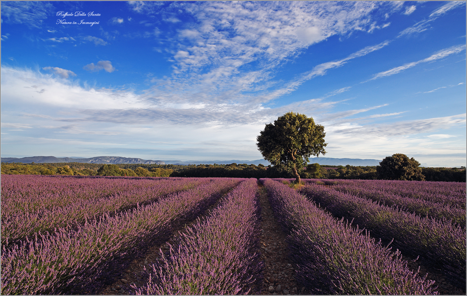 Plateau de Valensole