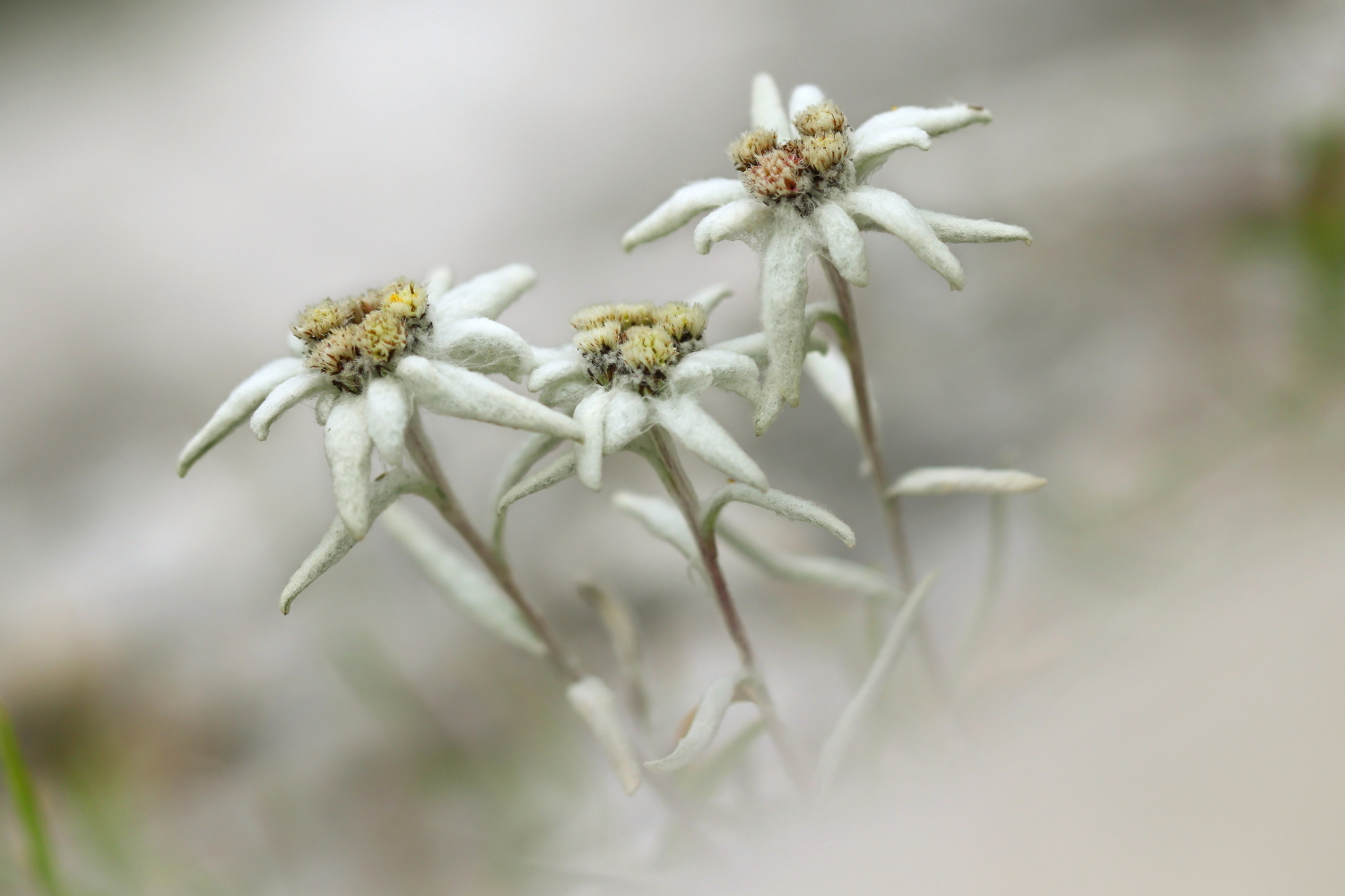 Edelweiss