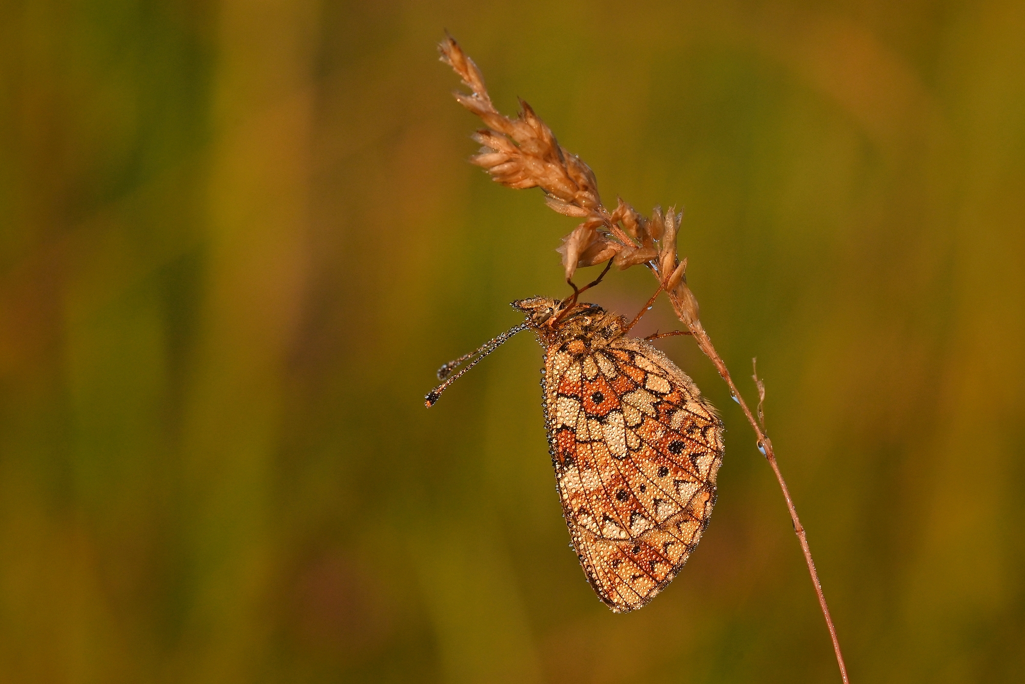 Boloria selene
