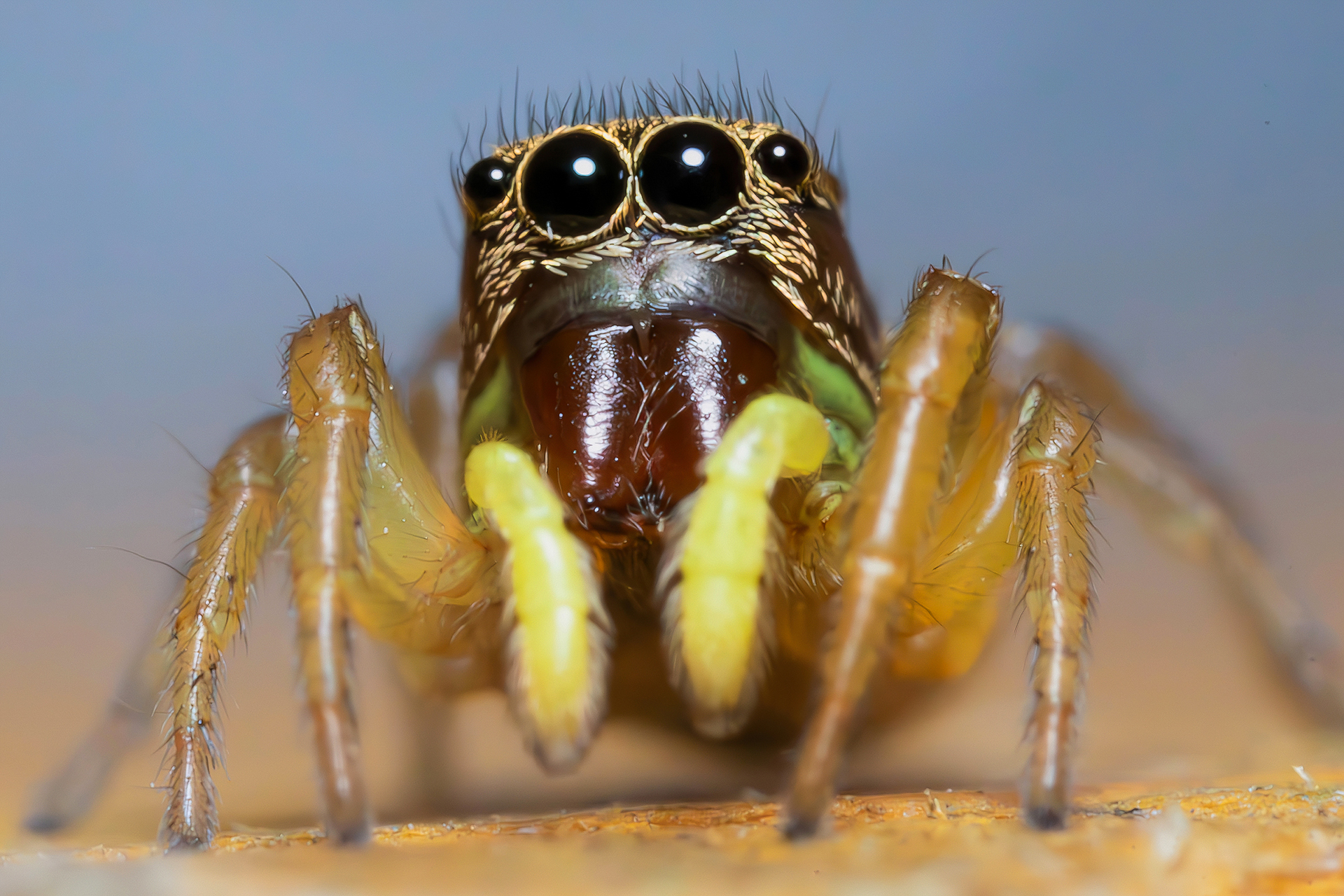 Heliophanus tribulosus