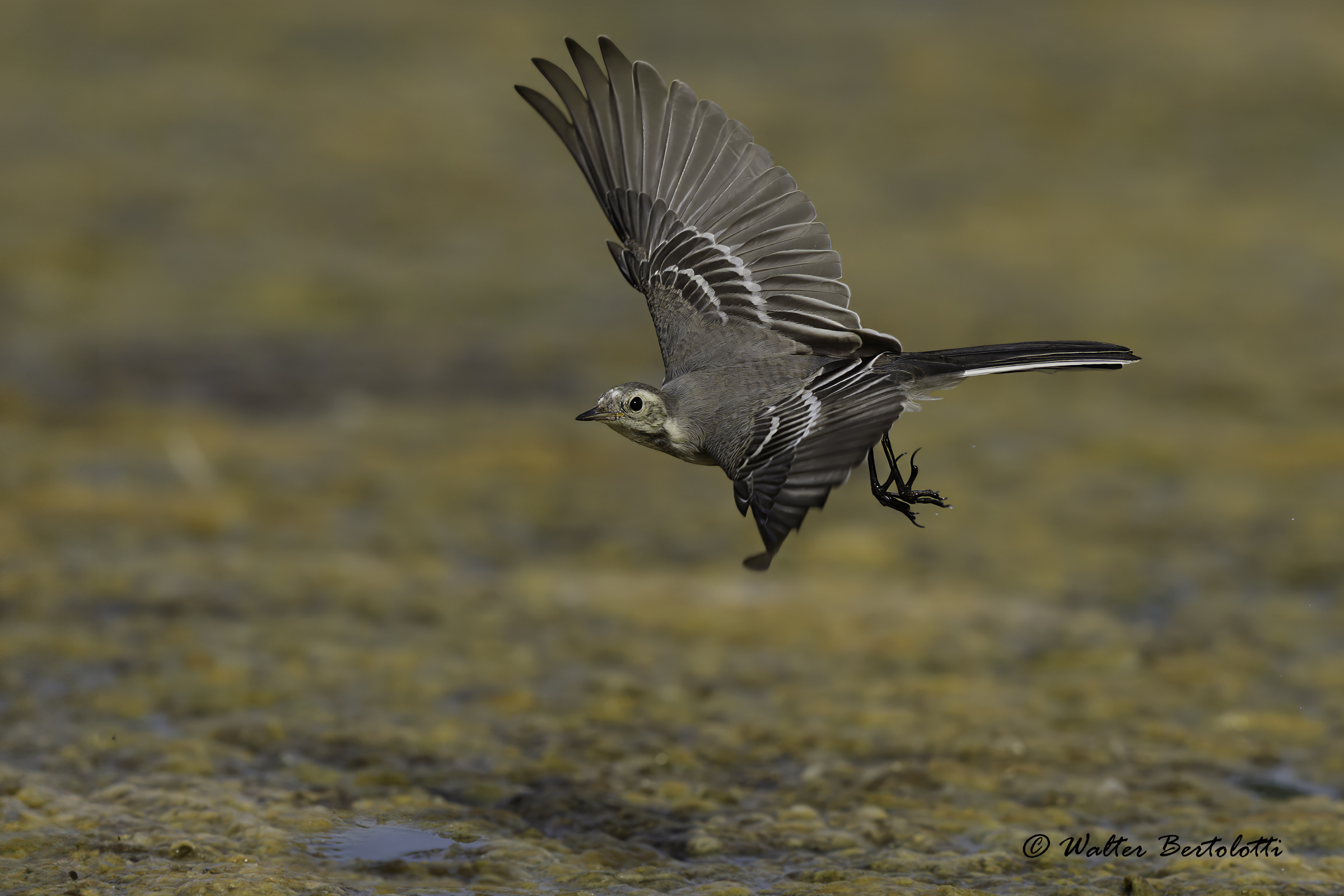 la danza della ballerina