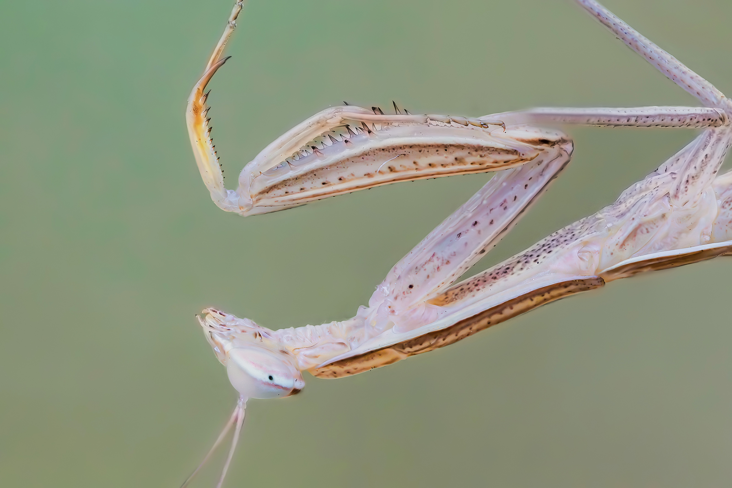 Mantis religiosa