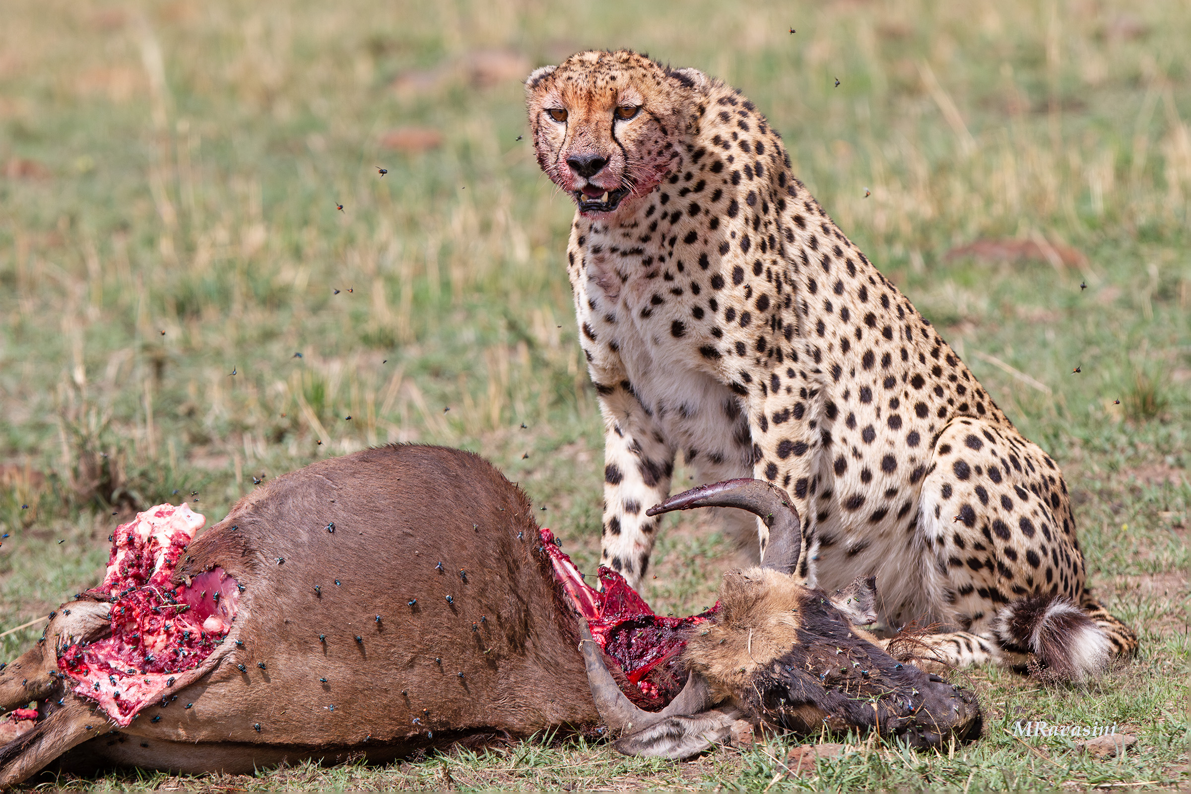 Ghepardo con la preda