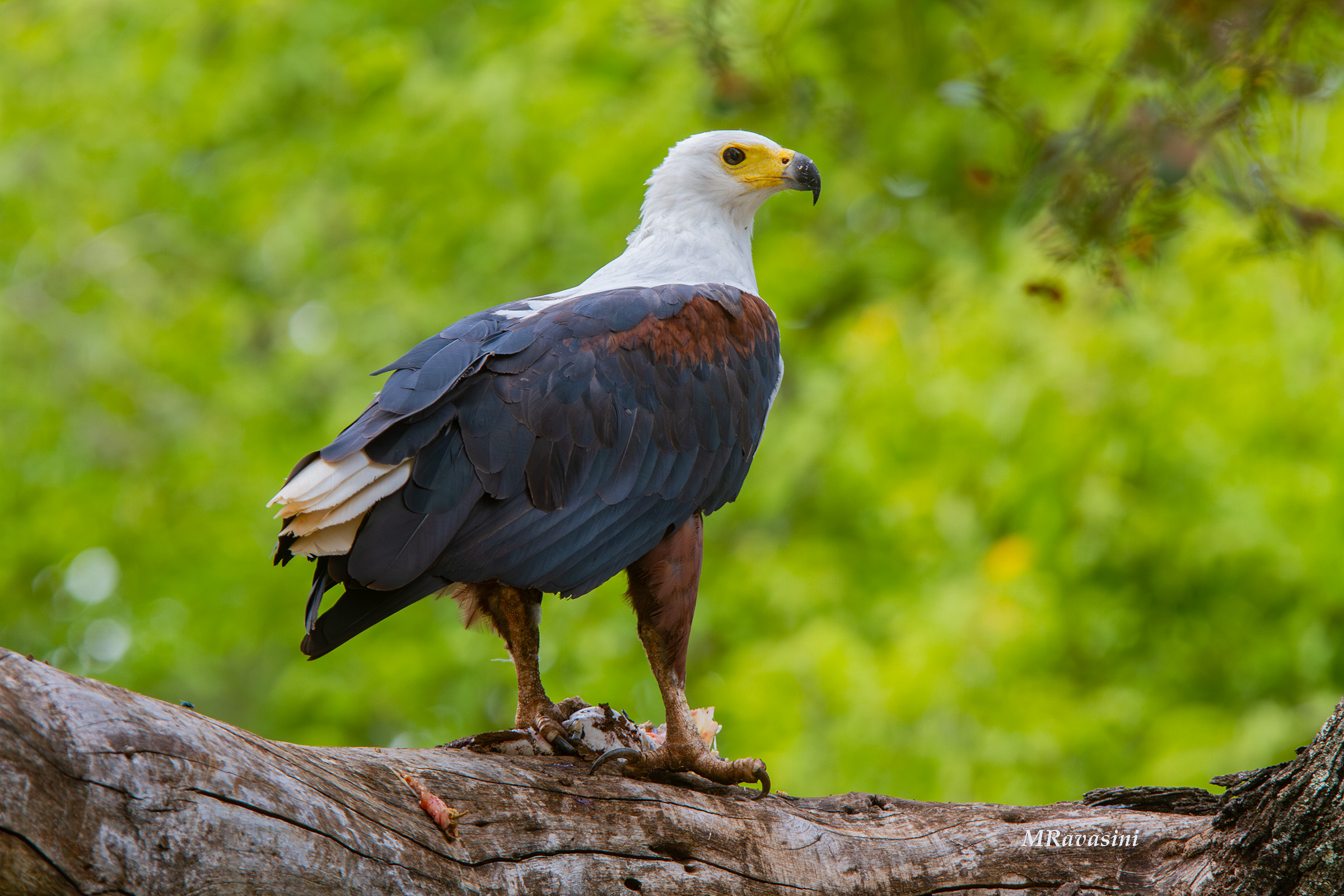 Aquila pescatrice africana con la preda