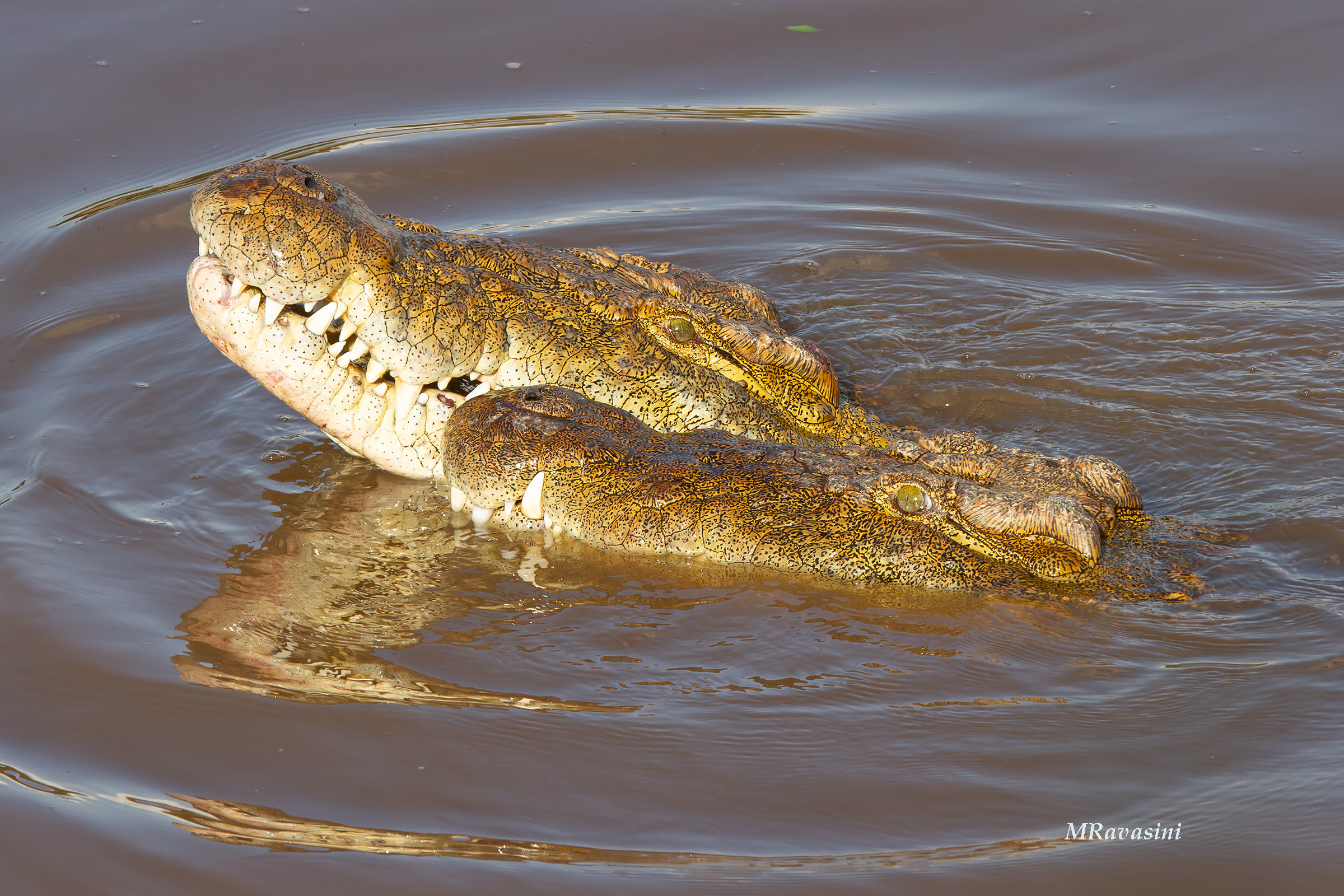 Smancerie tra draghi