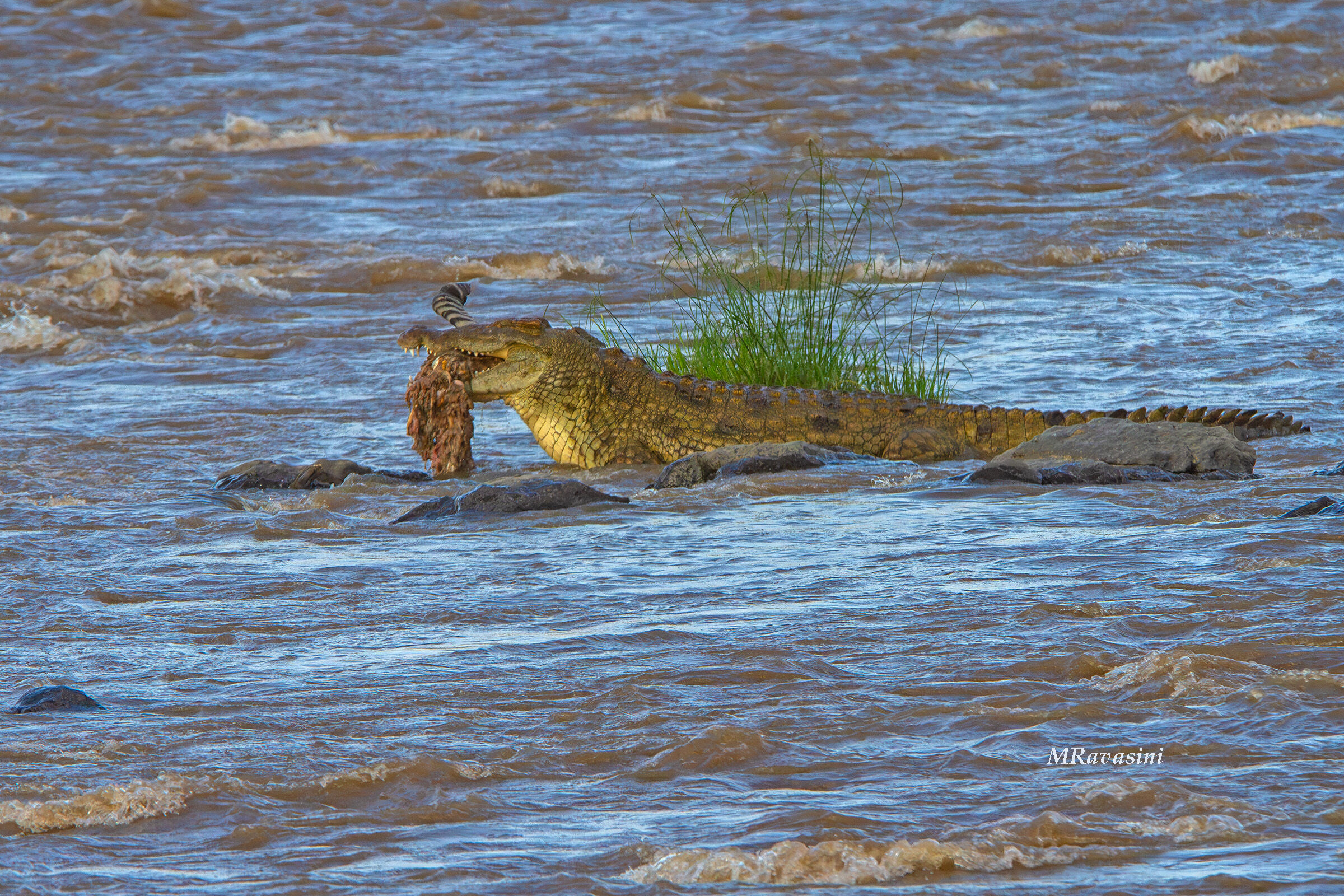 Coccodrillo del Nilo con il pasto