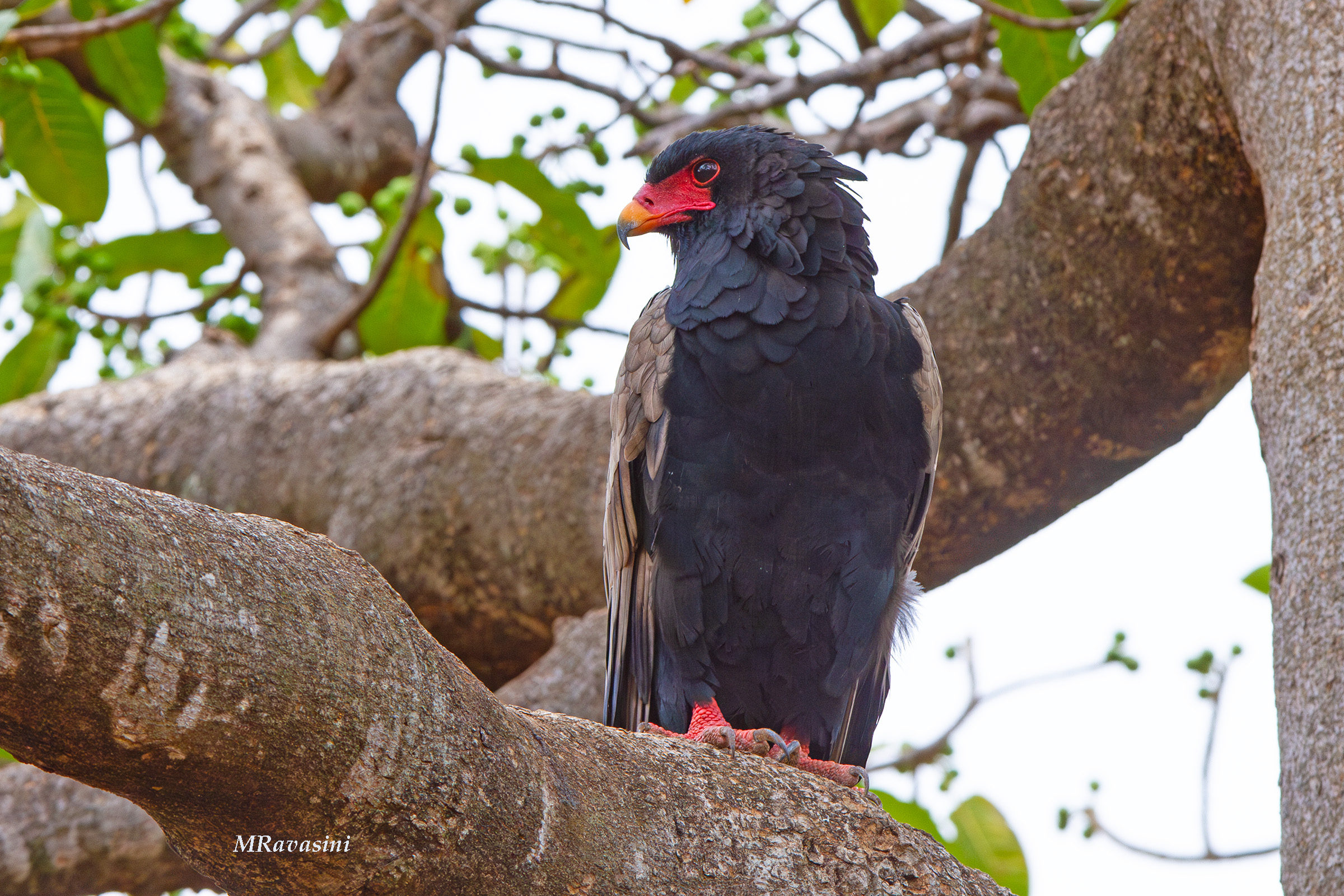 Falco giocoliere adulto