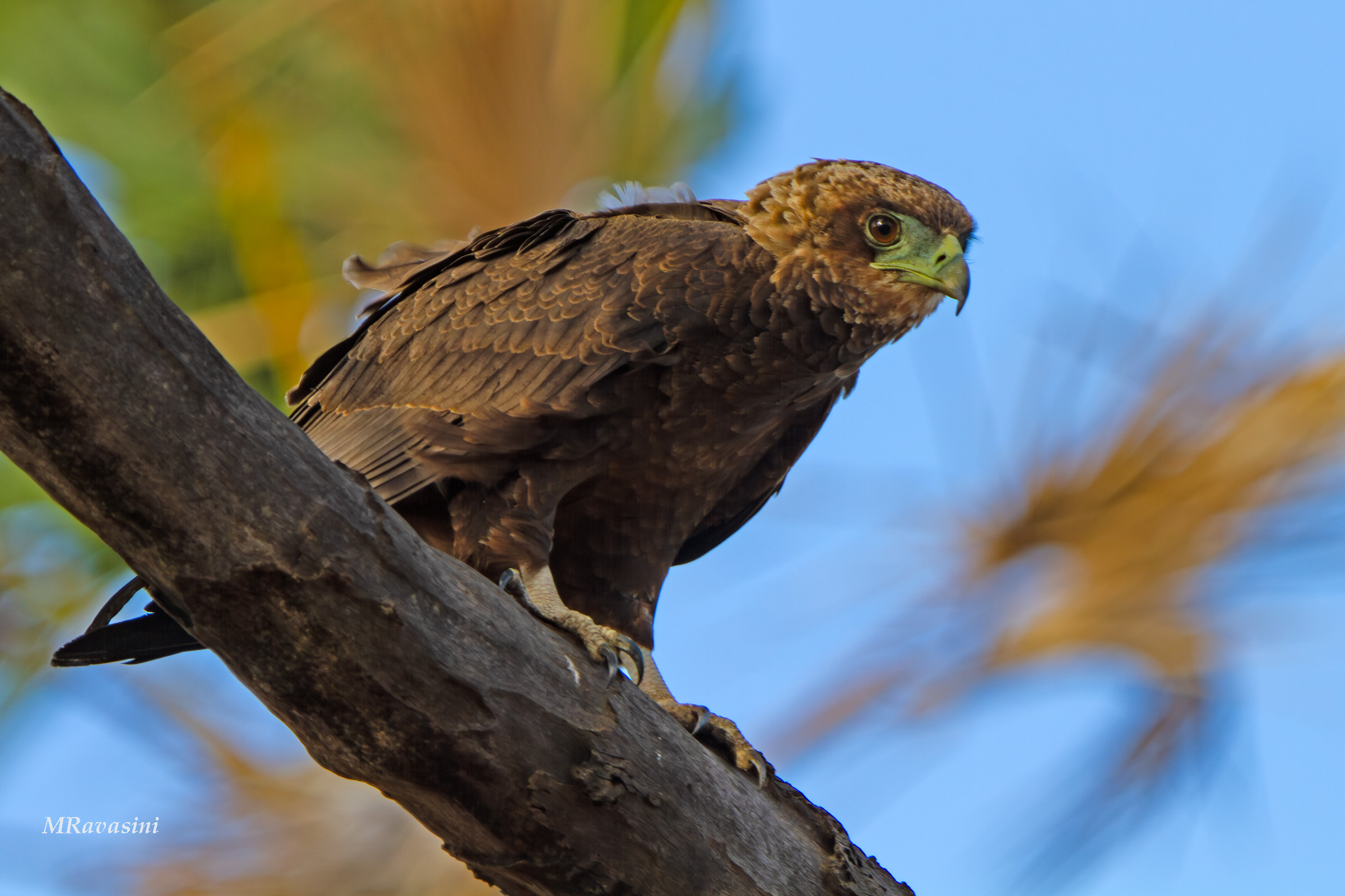 Falco giocoliere immaturo