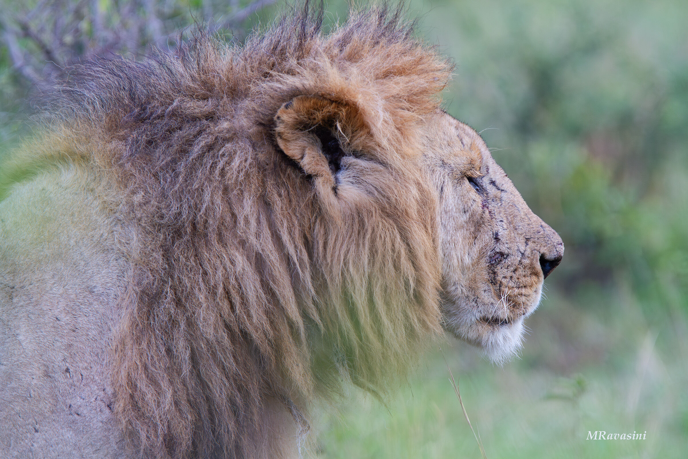 Il vecchio combattente