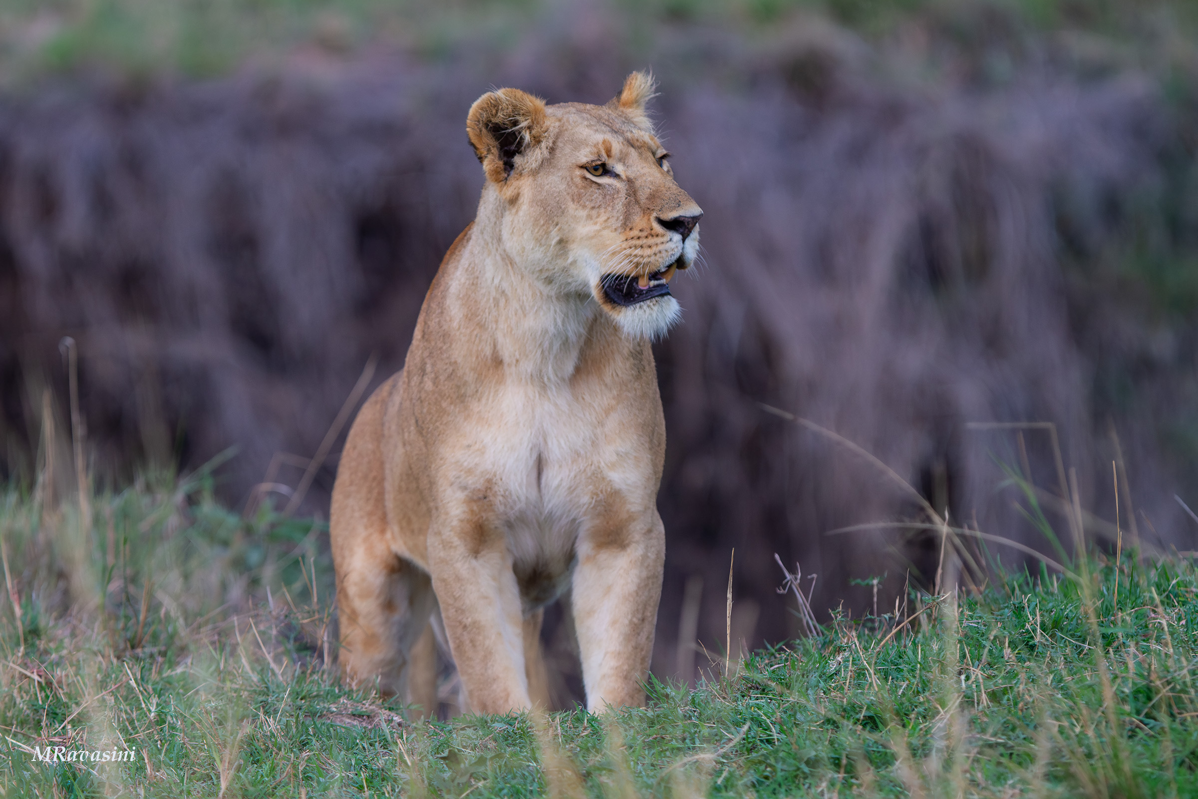 La partenza x la caccia