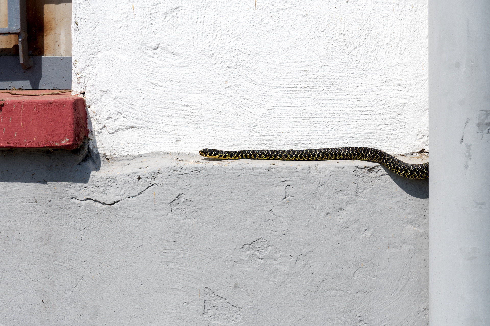 Whip snake (Hierophis viridiflavus)