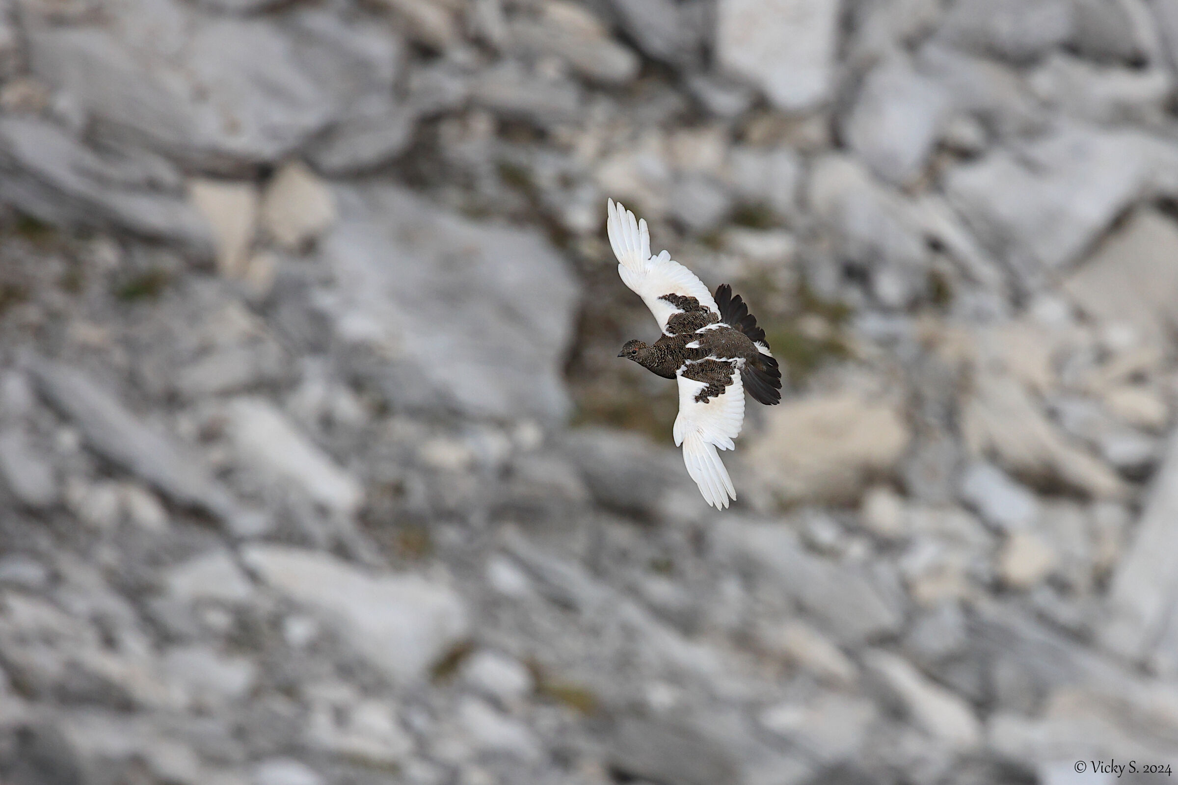Alpine ptarmigan