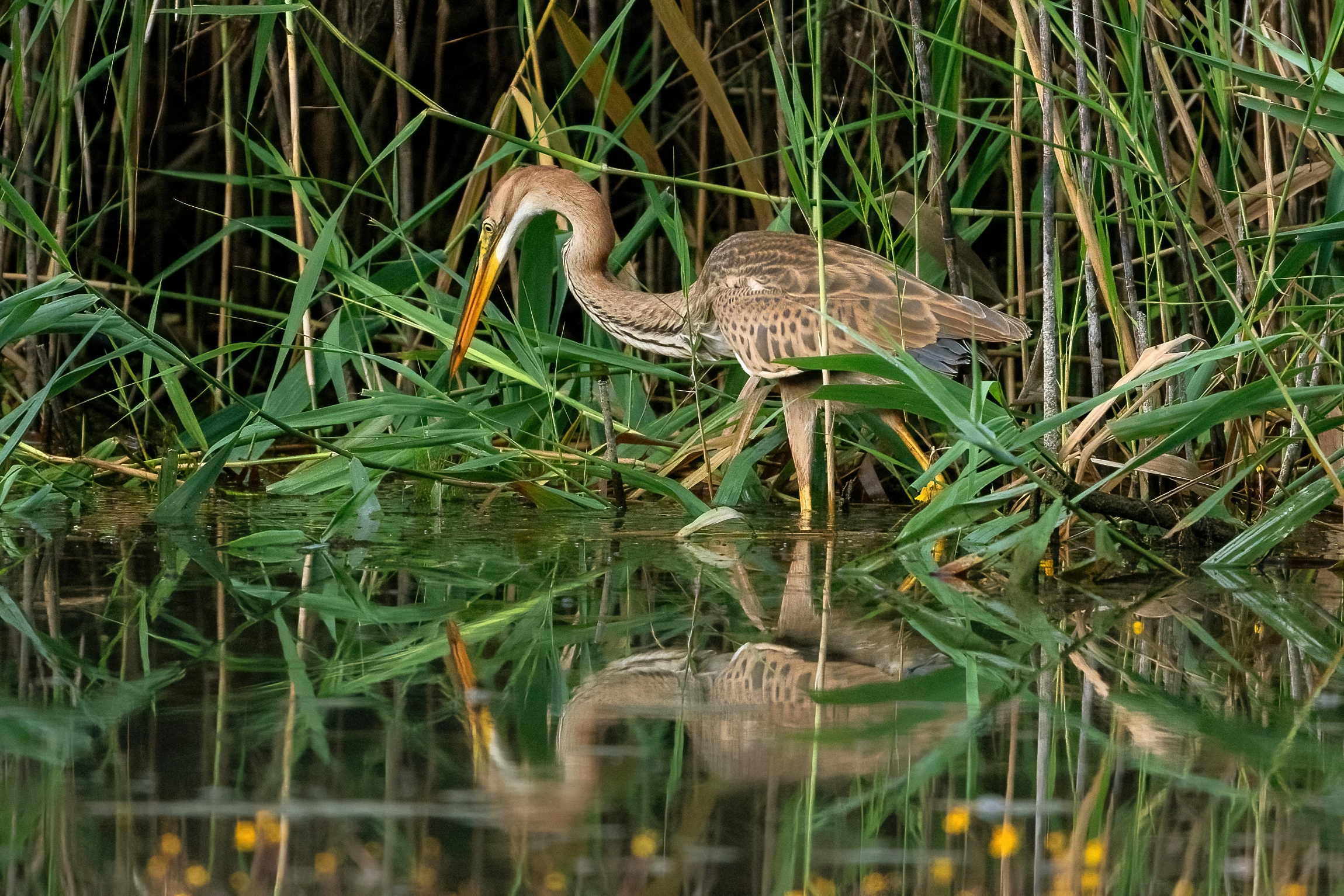 Giovane Airone rosso (Ardea purpurea)
