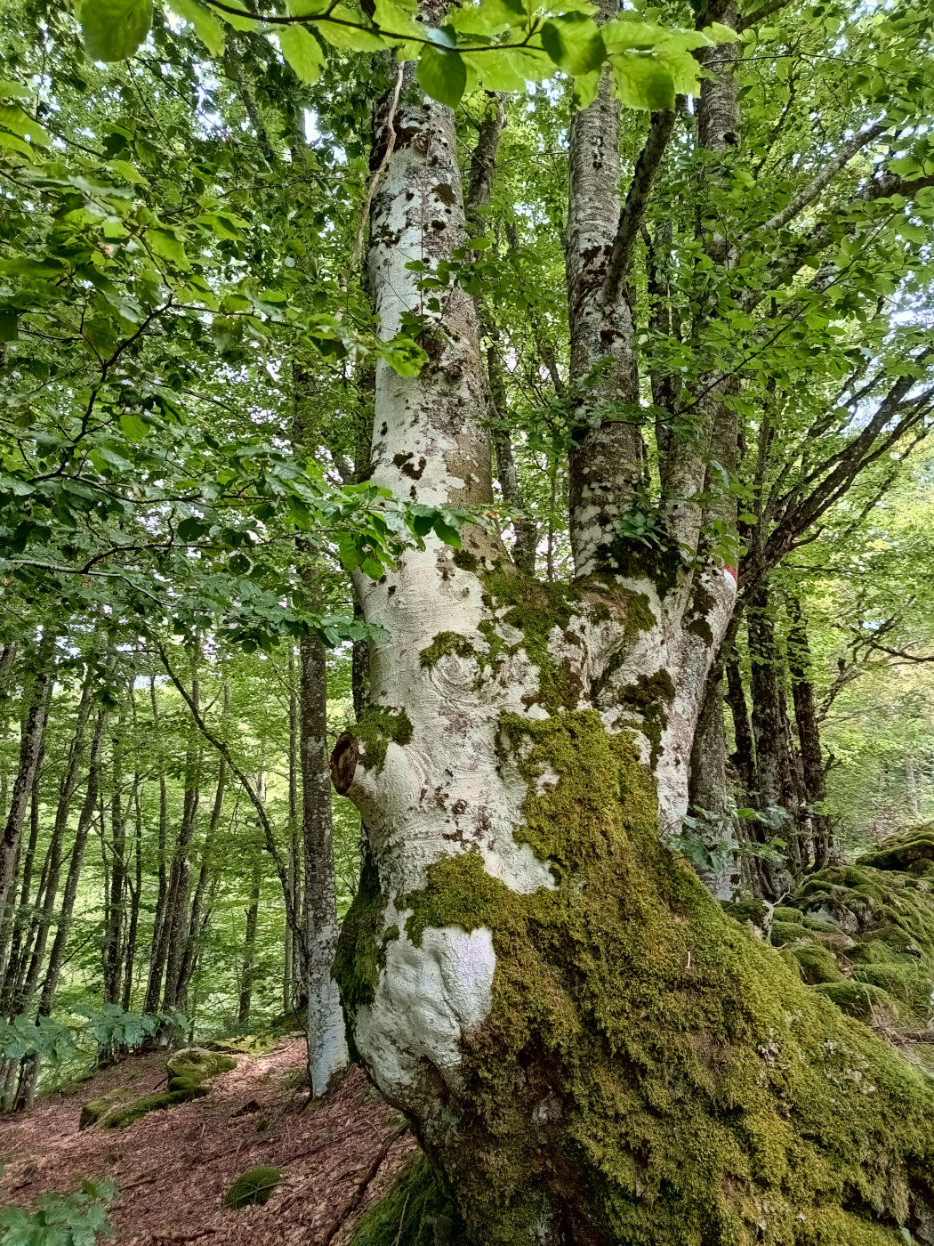 The old Beech