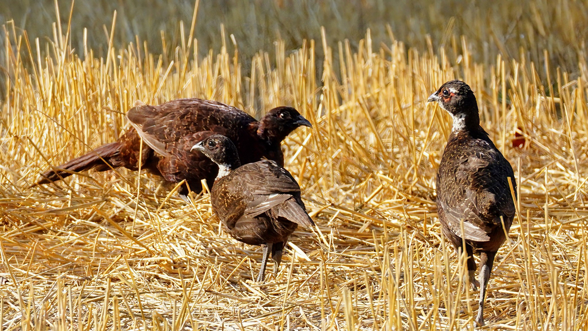 Young gloomy pheasants with mom