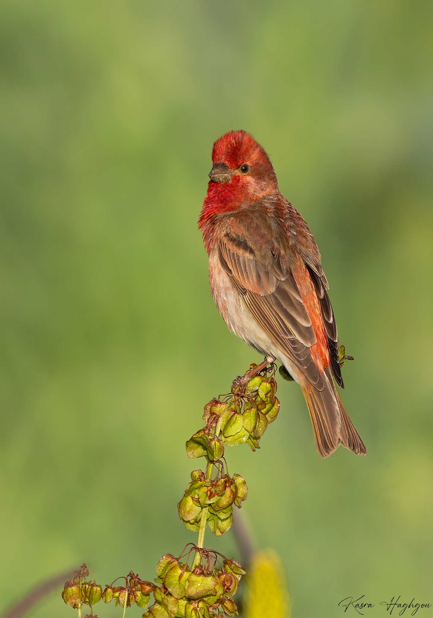rose finch " Carpodacus erythrinus"