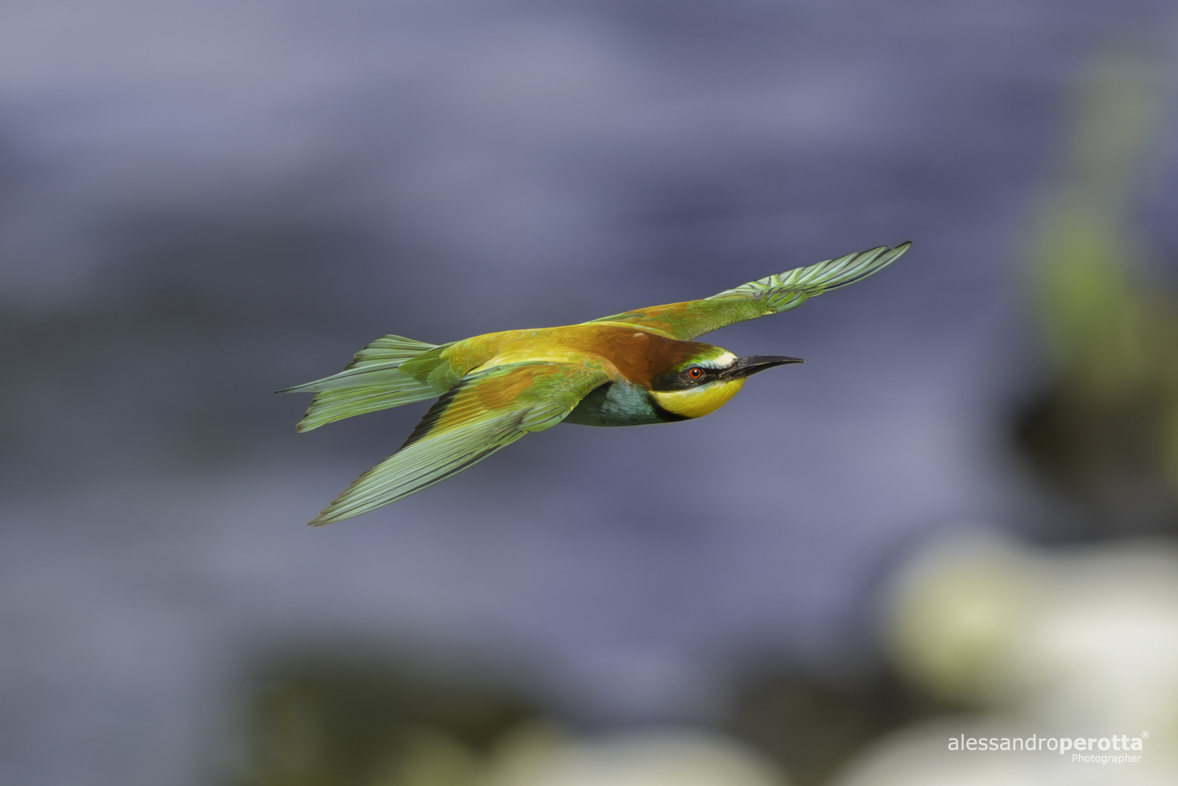 Merops apiaster