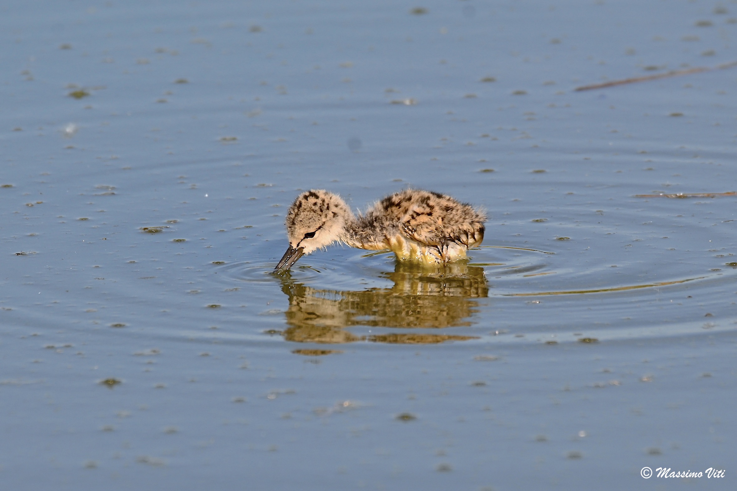 Pulcino di Cavaliere d'Italia