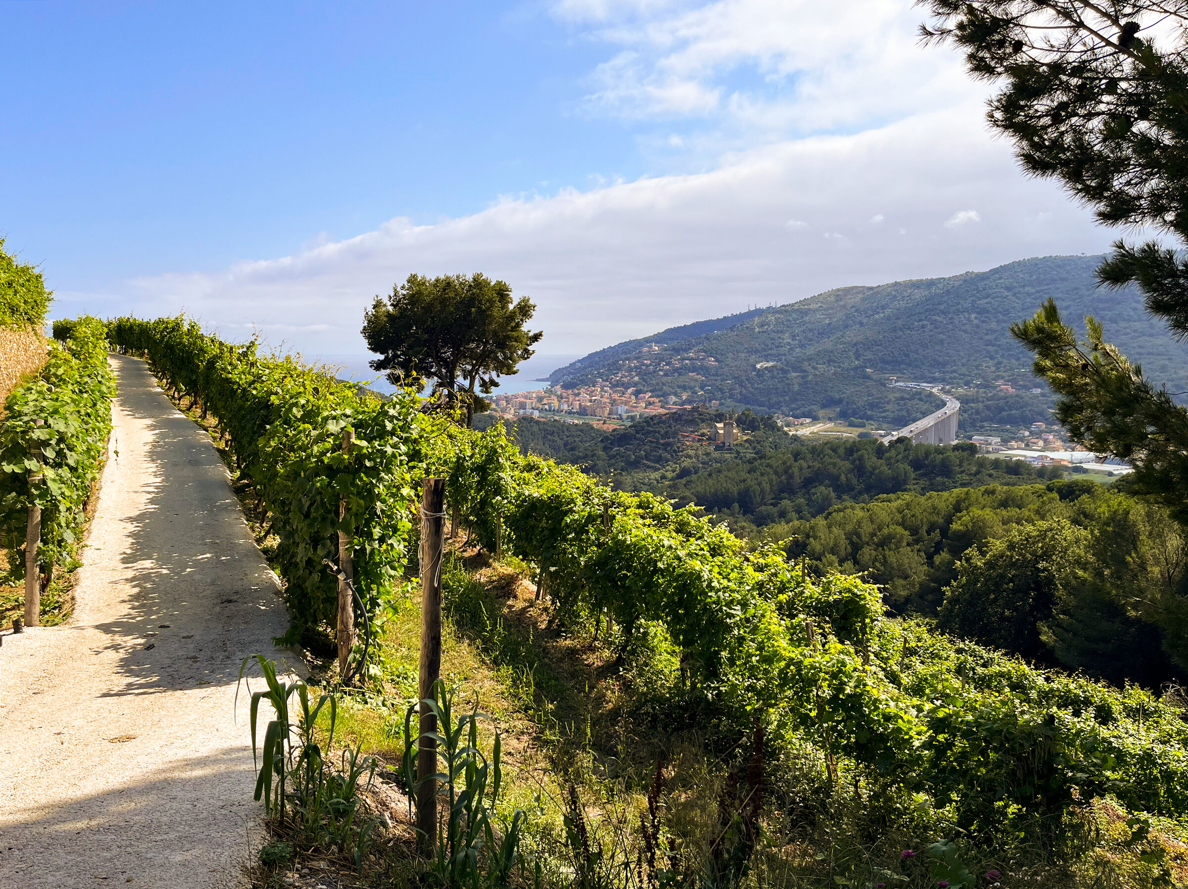 Vineyard on the Gulf of Andora