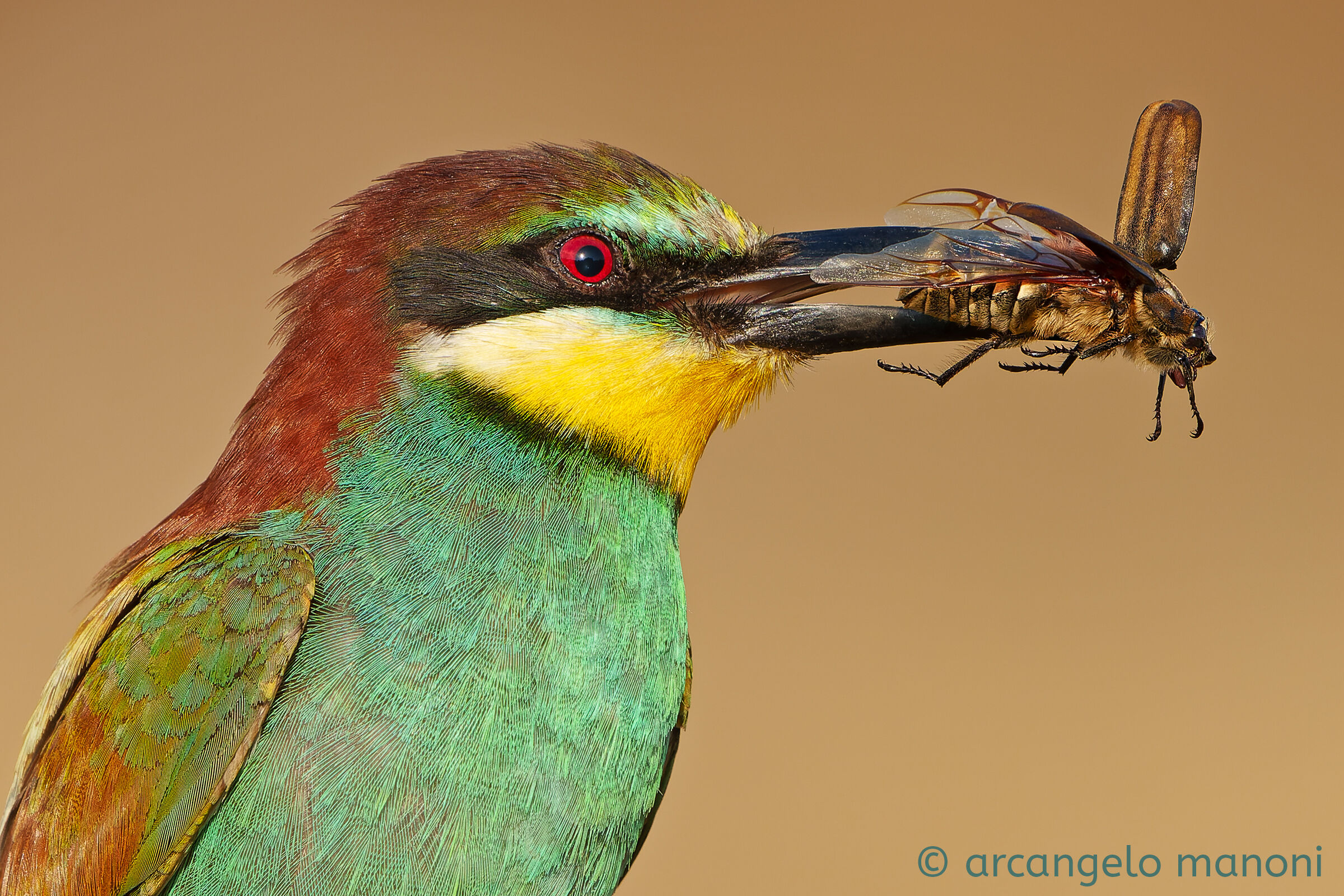 The bee-eater with the prey