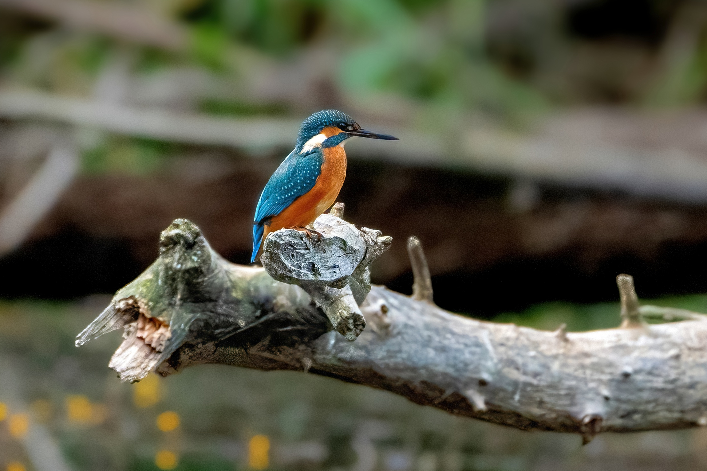 Kingfisher