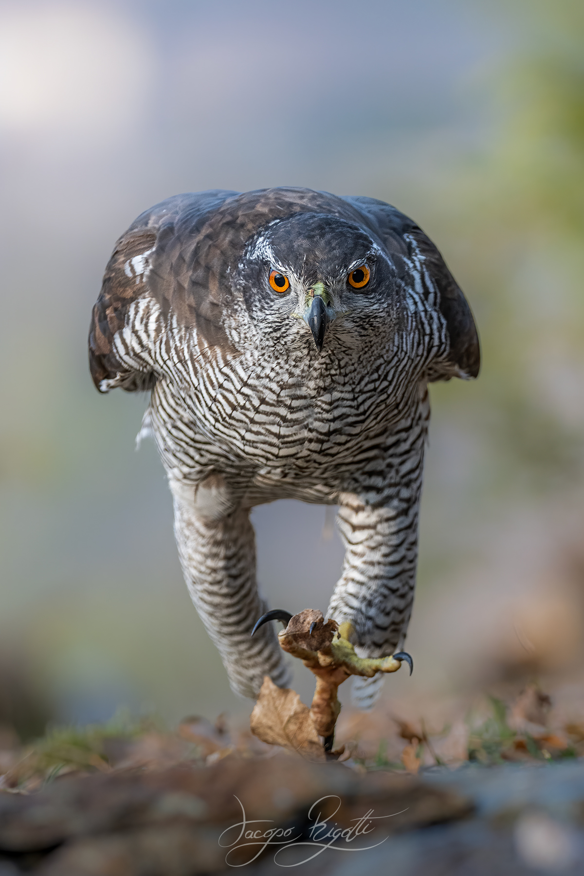 Face to face with the goshawk