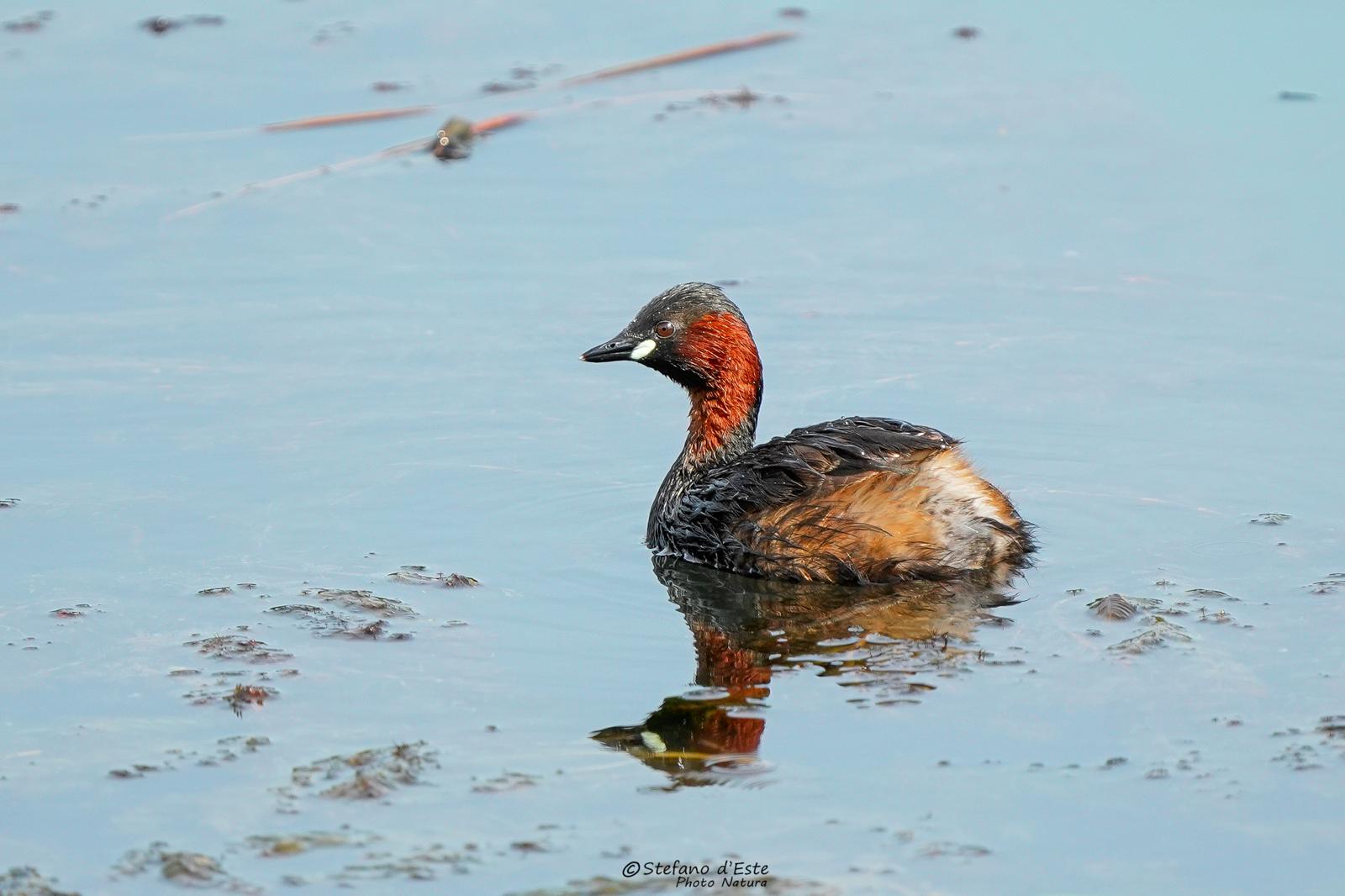 Dabchick