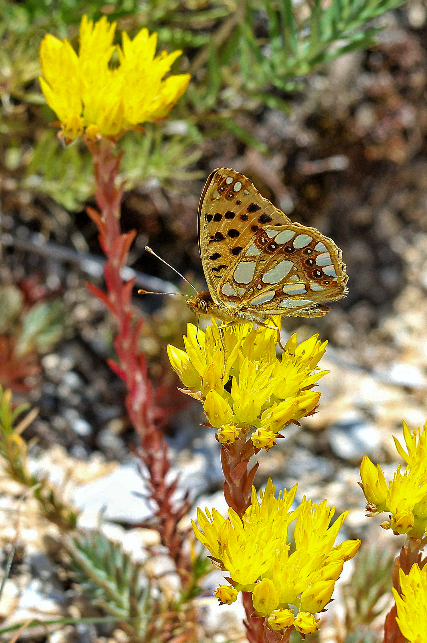 Issoria lathonia