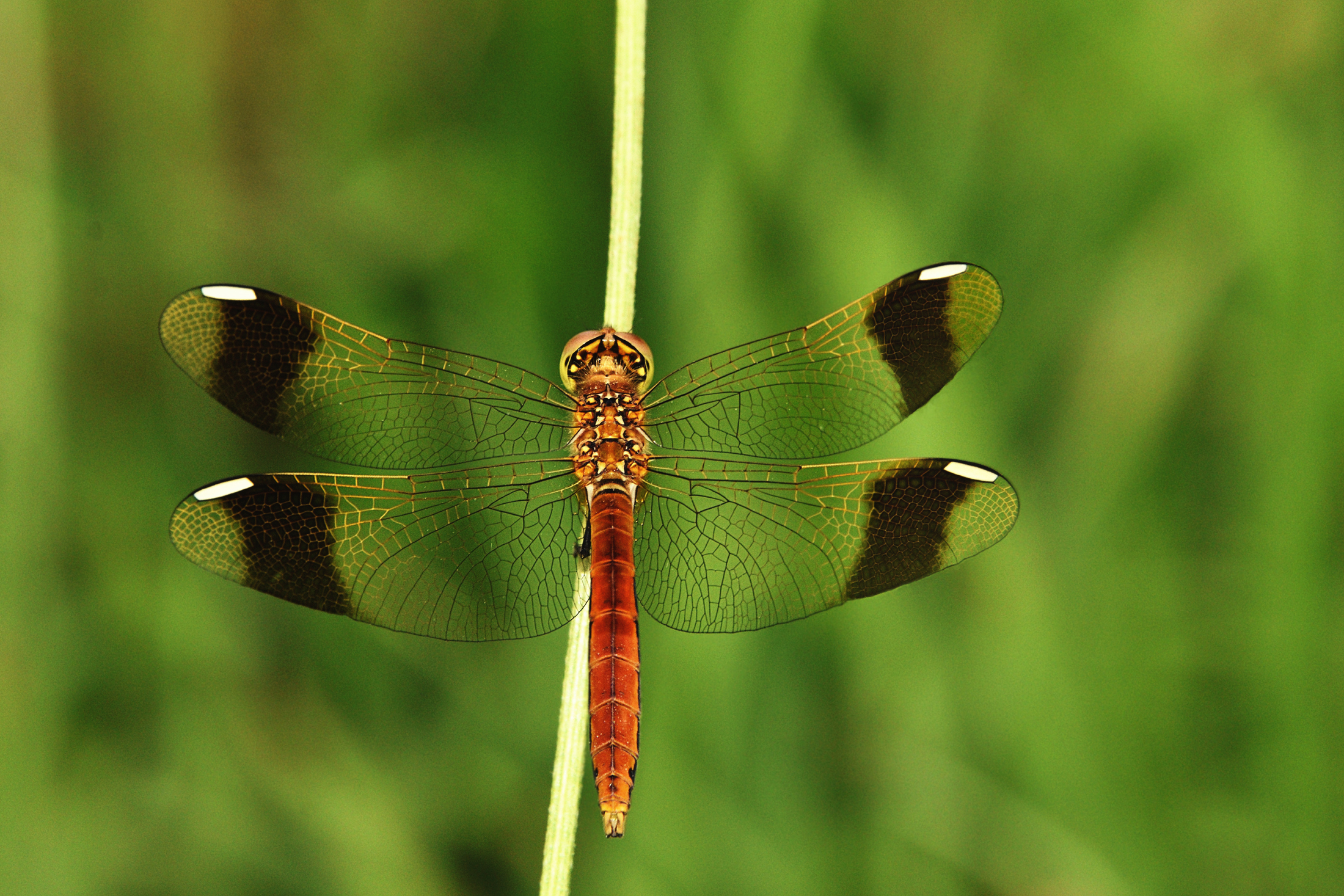 Dragonfly
