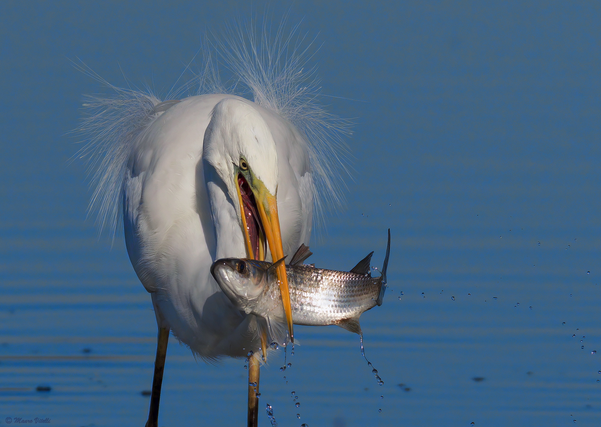 Great Egret