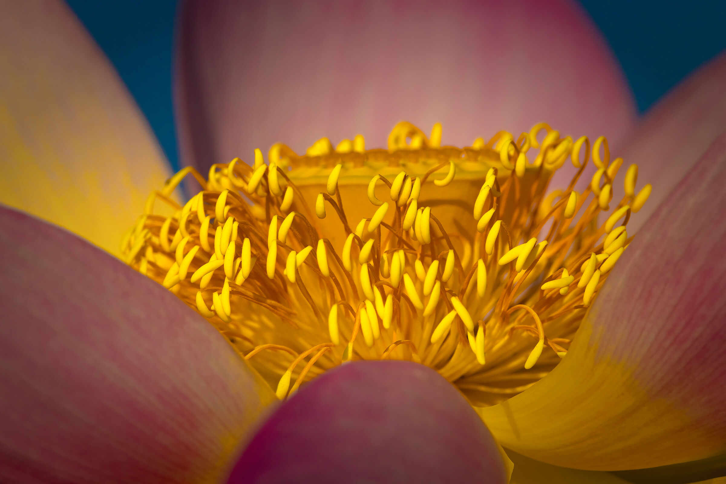 Intimità di un Fiore di loto