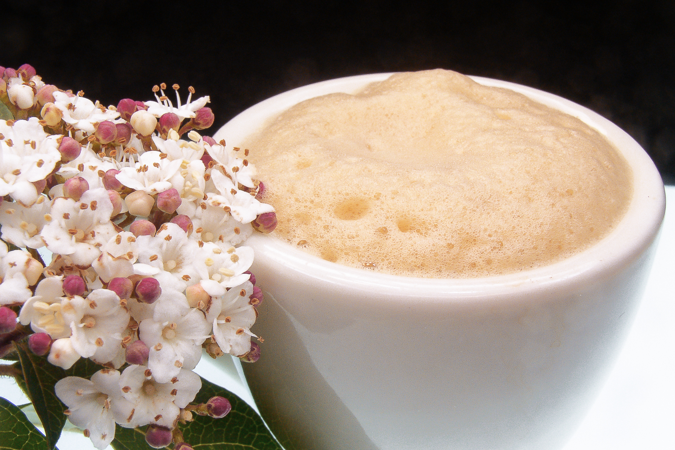 THE FLOWER OF COFFEE