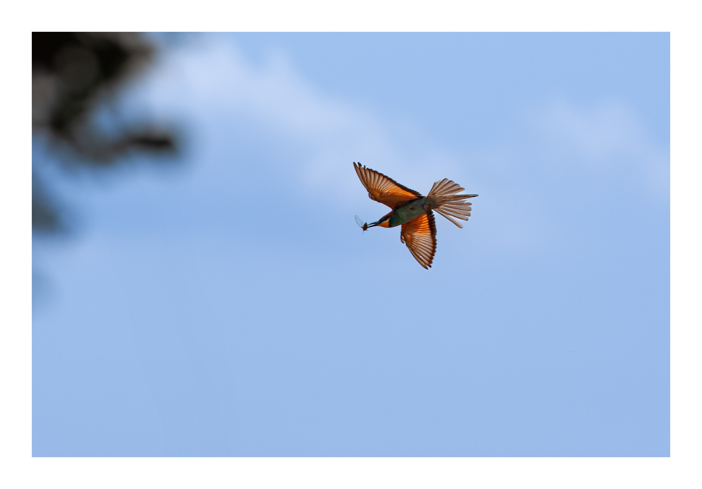 Bee-eater in flight with prey